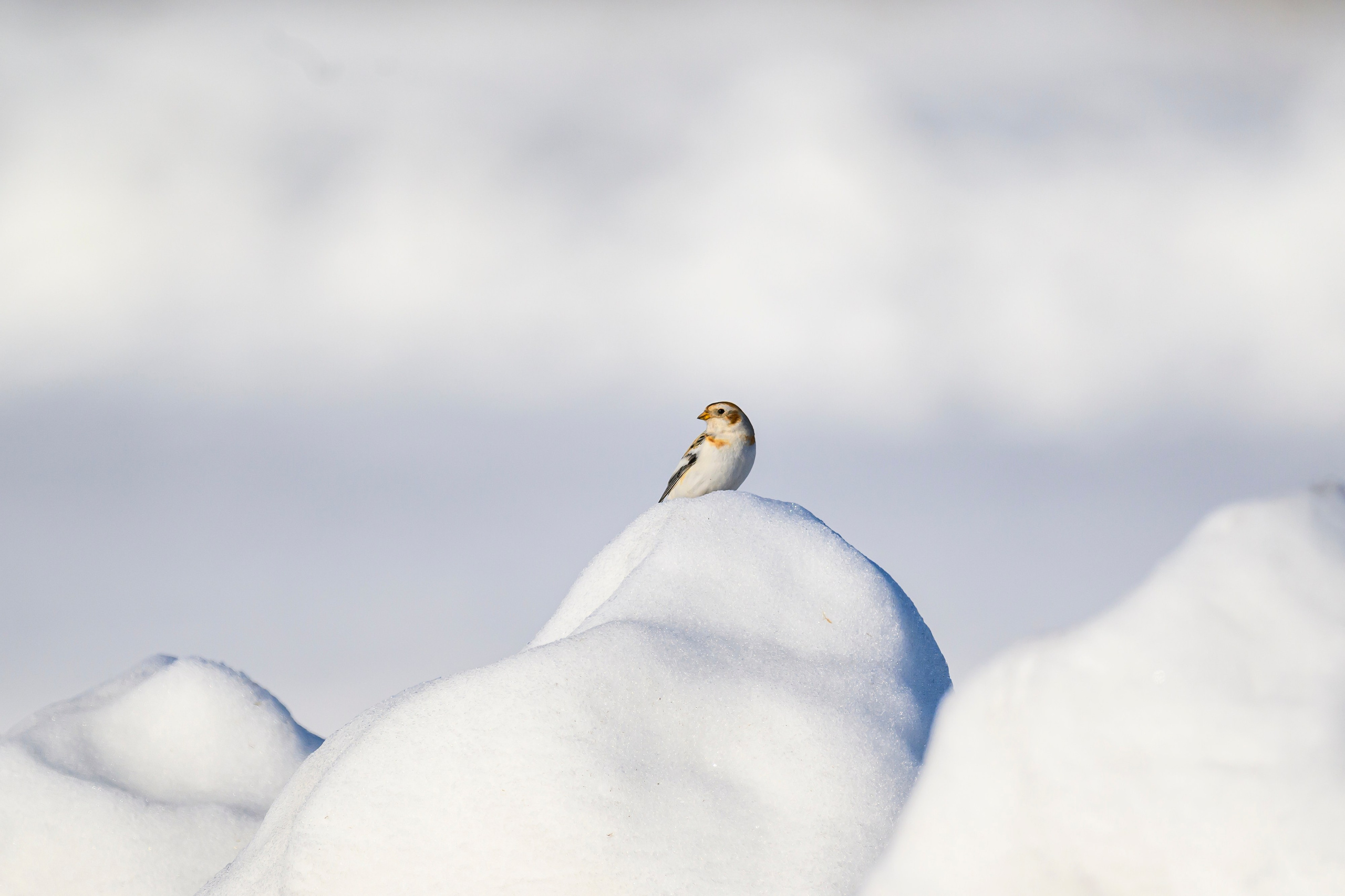 Весна пришла! Пуночки. Фотограф Сергей Пупонин