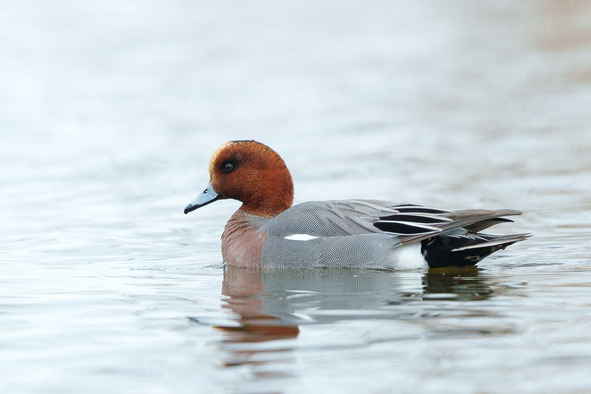 Удивительные мир птиц. Вокруг нас столько прекрасного — присмотритесь!. Ваш личный фотограф Марина Волкова