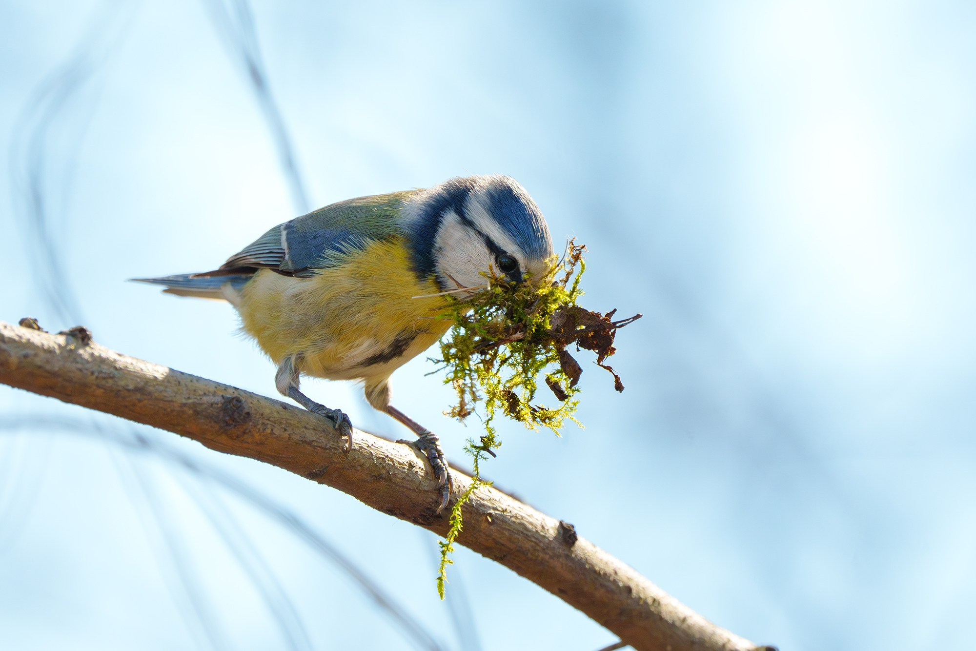 Удивительные мир птиц. Вокруг нас столько прекрасного — присмотритесь!. Ваш личный фотограф Марина Волкова