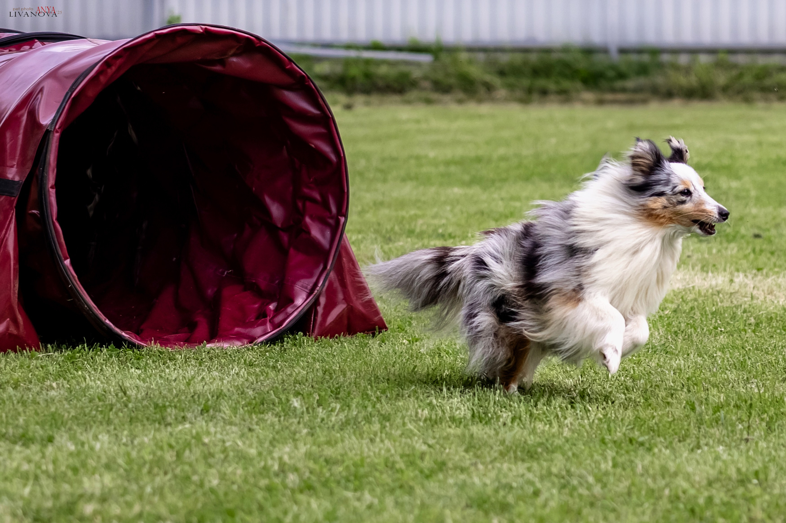 Аджилити Рыбинск. Фотограф анималист Аня Ливанова | Рыбинск
