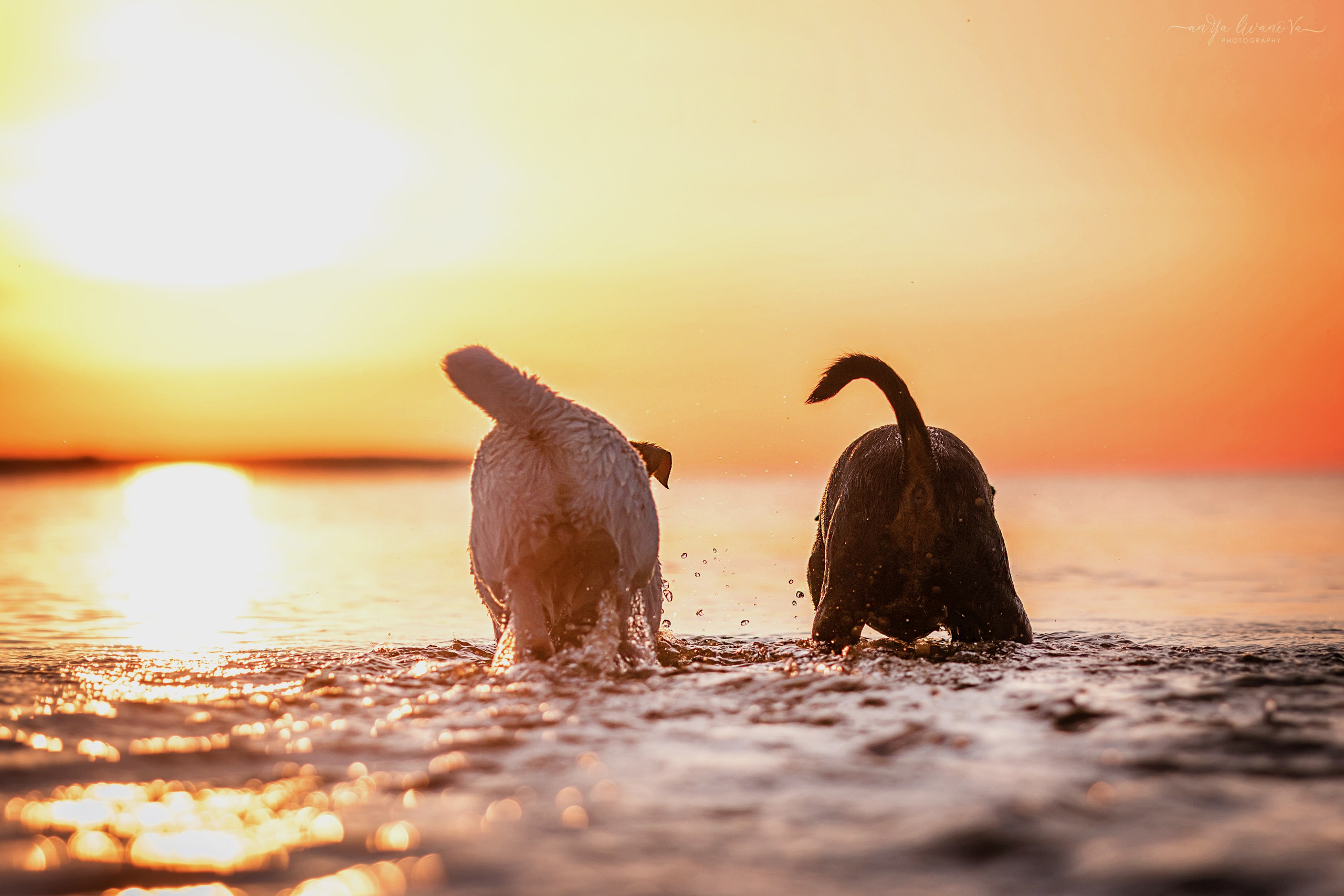 Ляля — Маня — Плюша закат. Фотограф анималист Аня Ливанова | Рыбинск