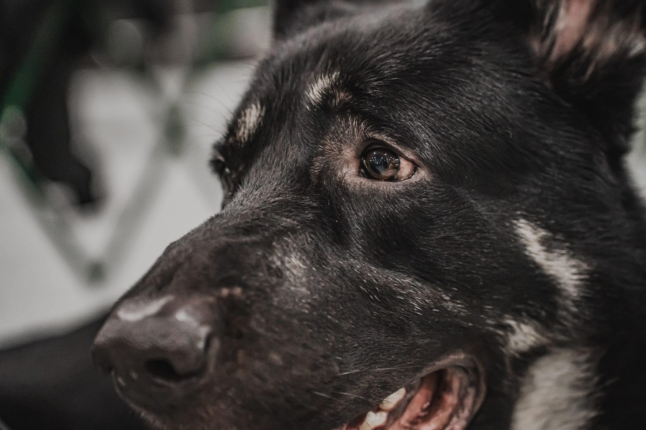 Международная выставка собак всех пород. Репортажный фотограф Анастасия Рубцова