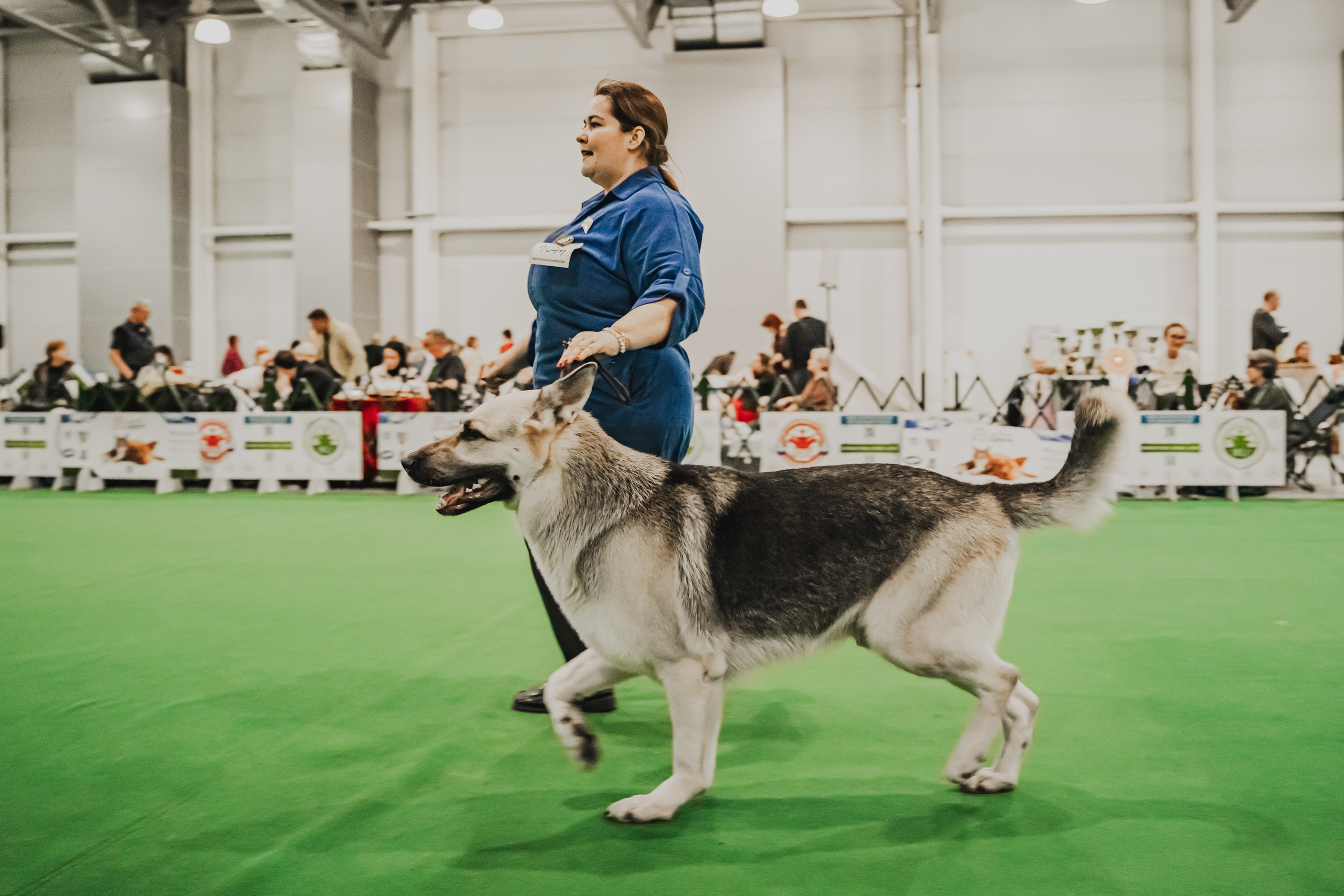 Международная выставка собак всех пород. Репортажный фотограф Анастасия Рубцова