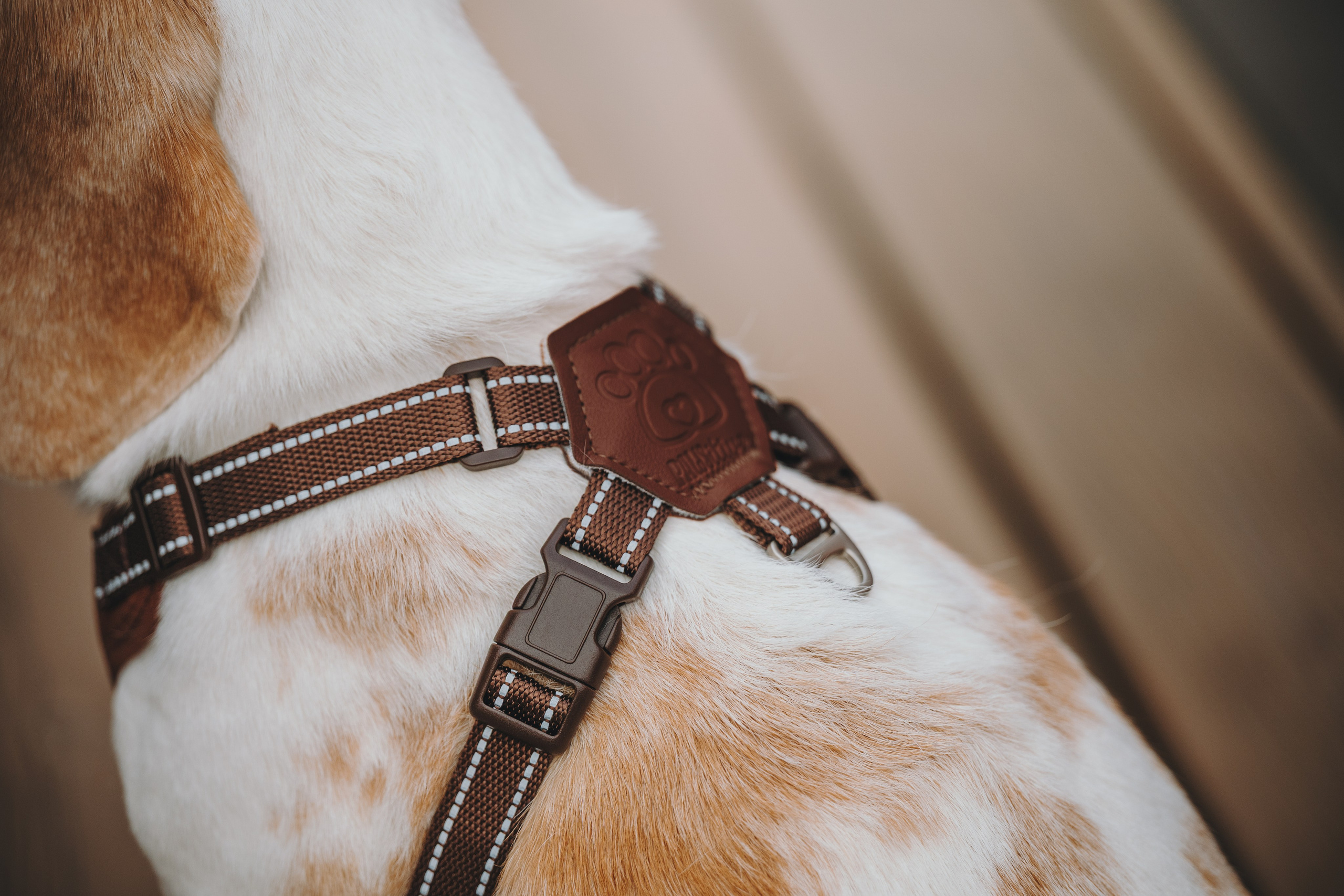 Pawsitive. Семейный фотограф анималист Ананьева Мария — Москва