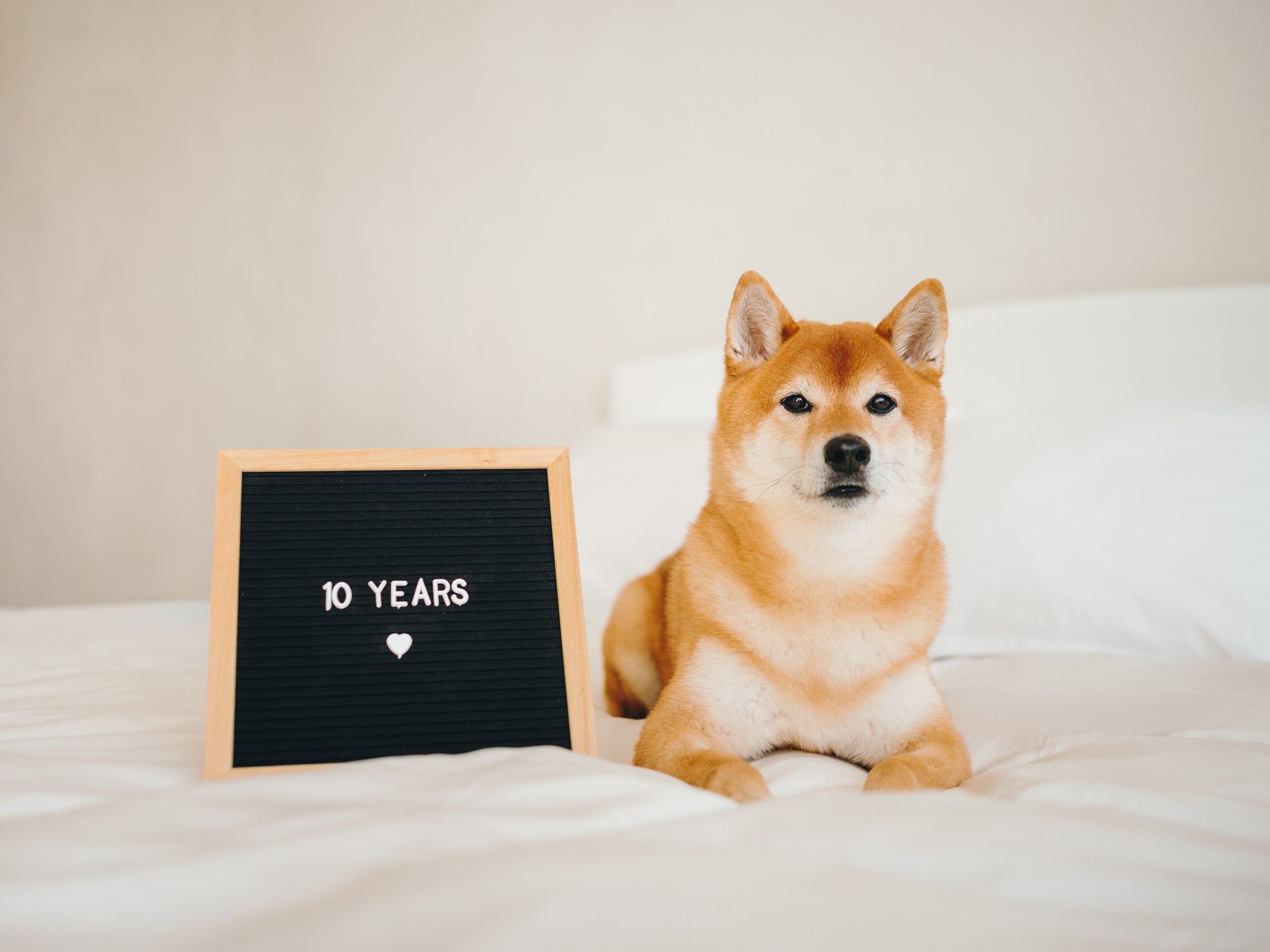 День рождения Кексика. Семейный фотограф анималист Ананьева Мария — Москва