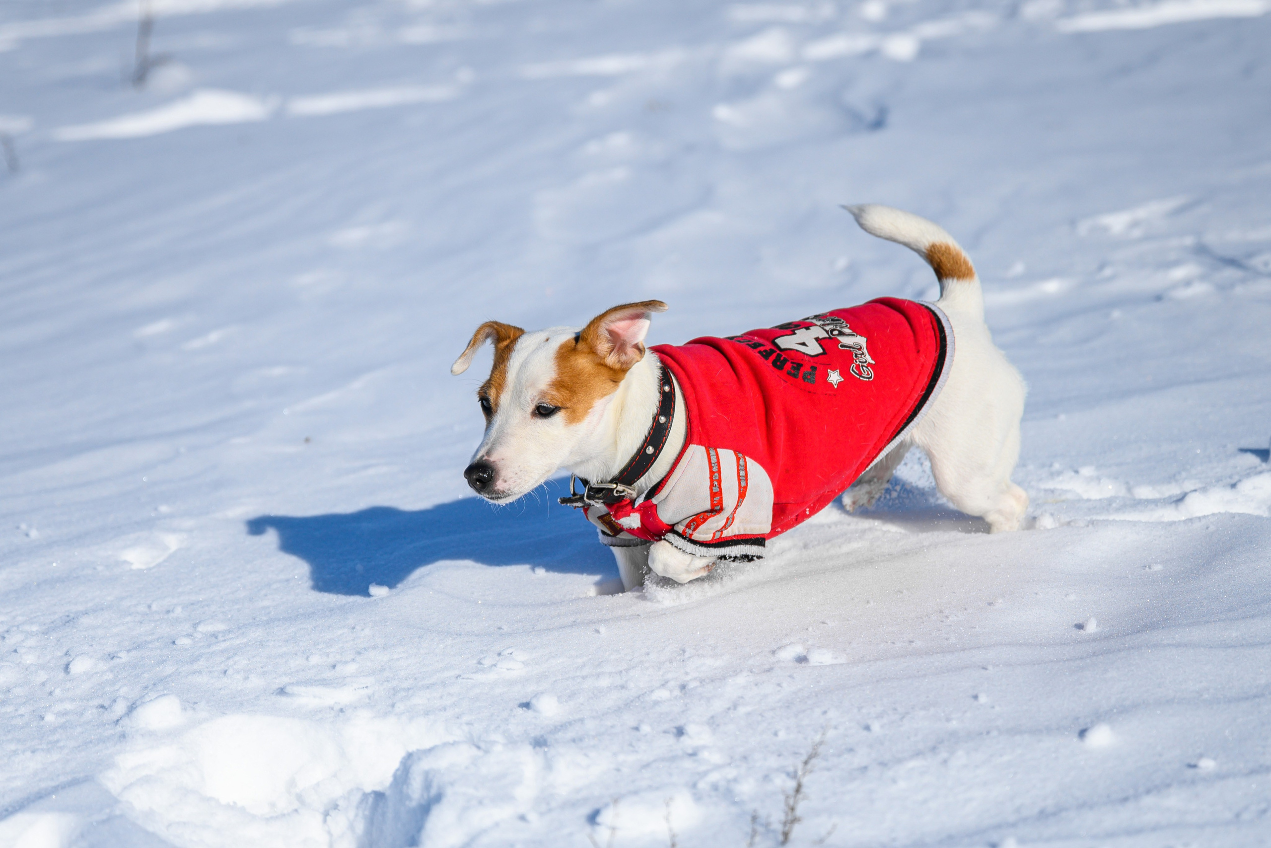 Джек Рассел. Bazarkom-photo.ru Фотограф Виктор Оськин в Старом Осколе