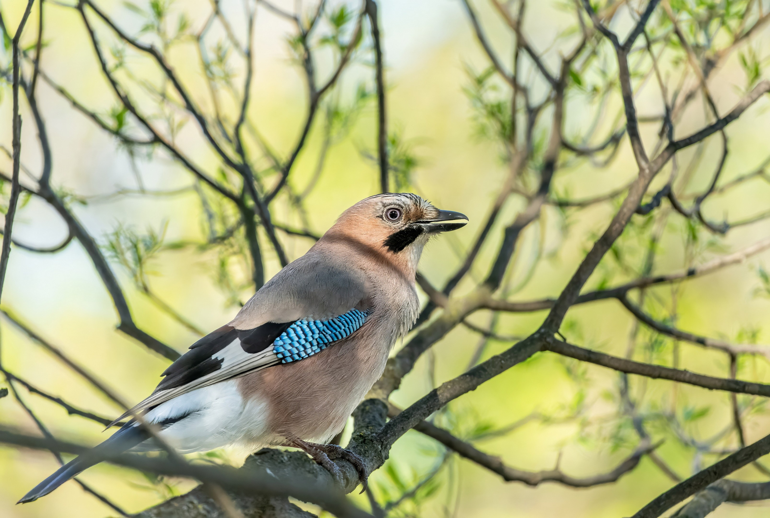 Анималистика. Константин Дем | Фотограф