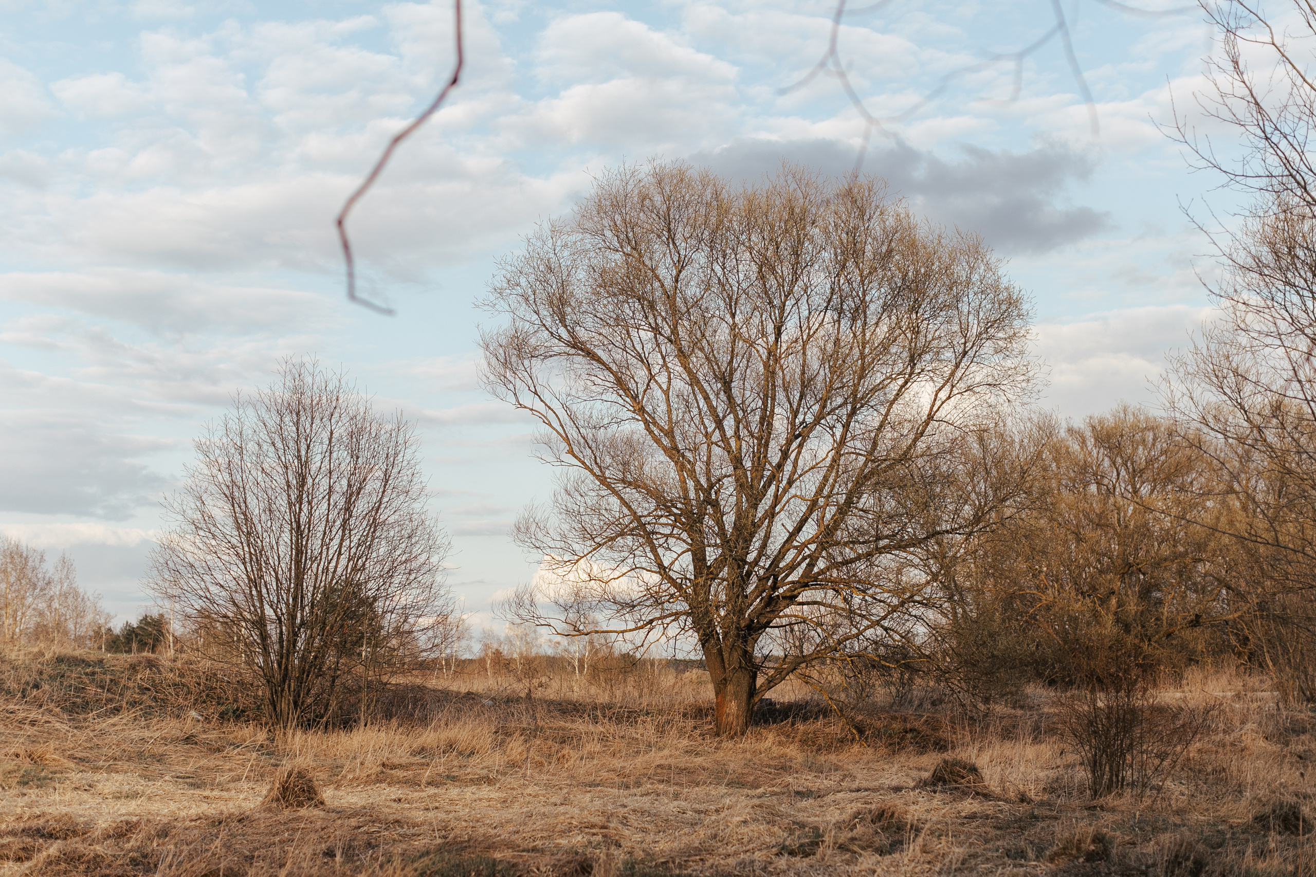 Алина. Весенняя прогулка. Свадебный и семейный фотограф Ольга Сморжанюк