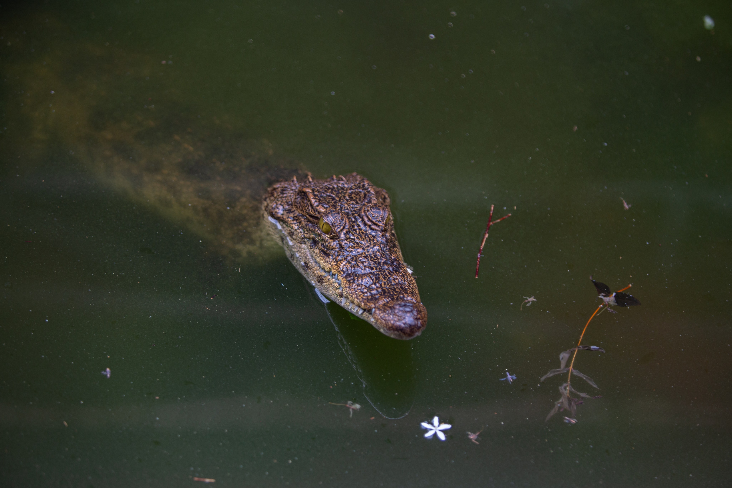 Samut Prakan Crocodile Farm & Zoo. Photographer Sonkina Tatiana (Tanya Ash)