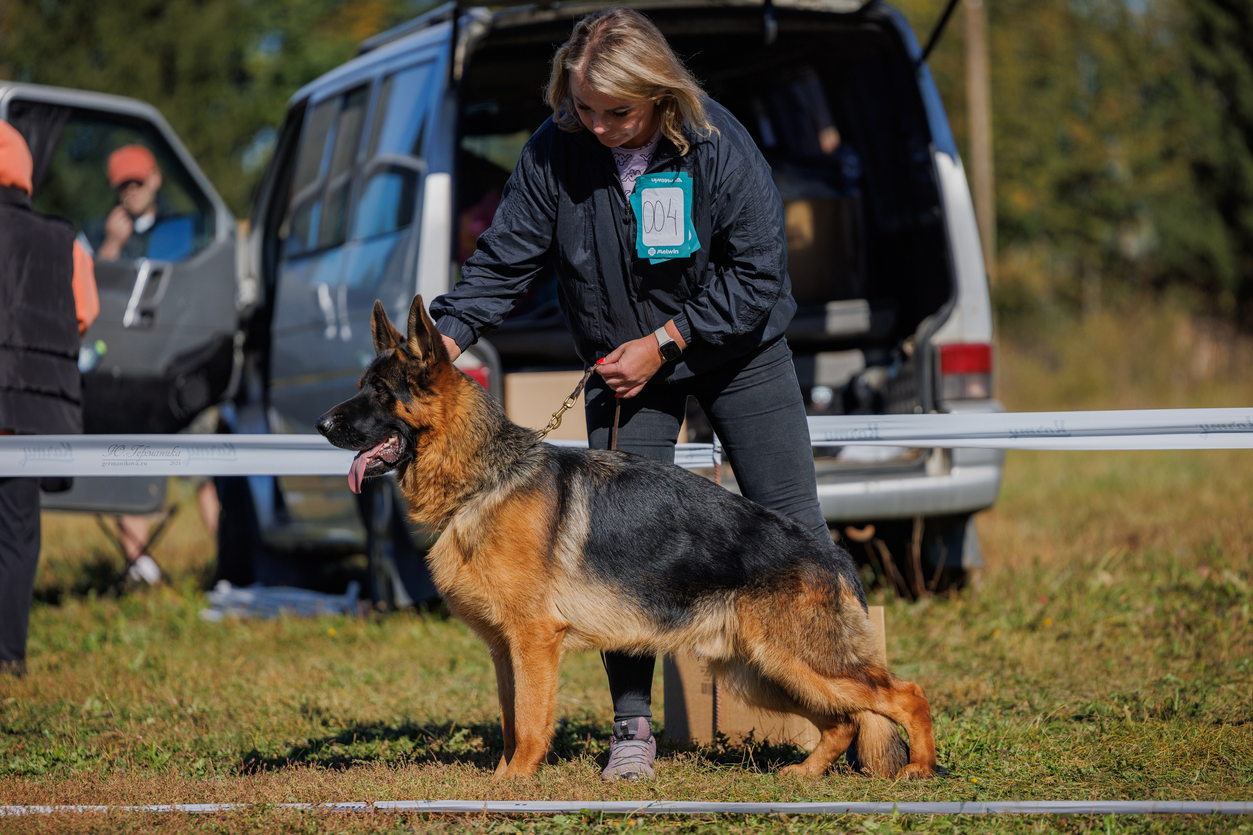 Тверь немецкие овчарки 22.09.2024. Фотограф-анималист Юлия Германика