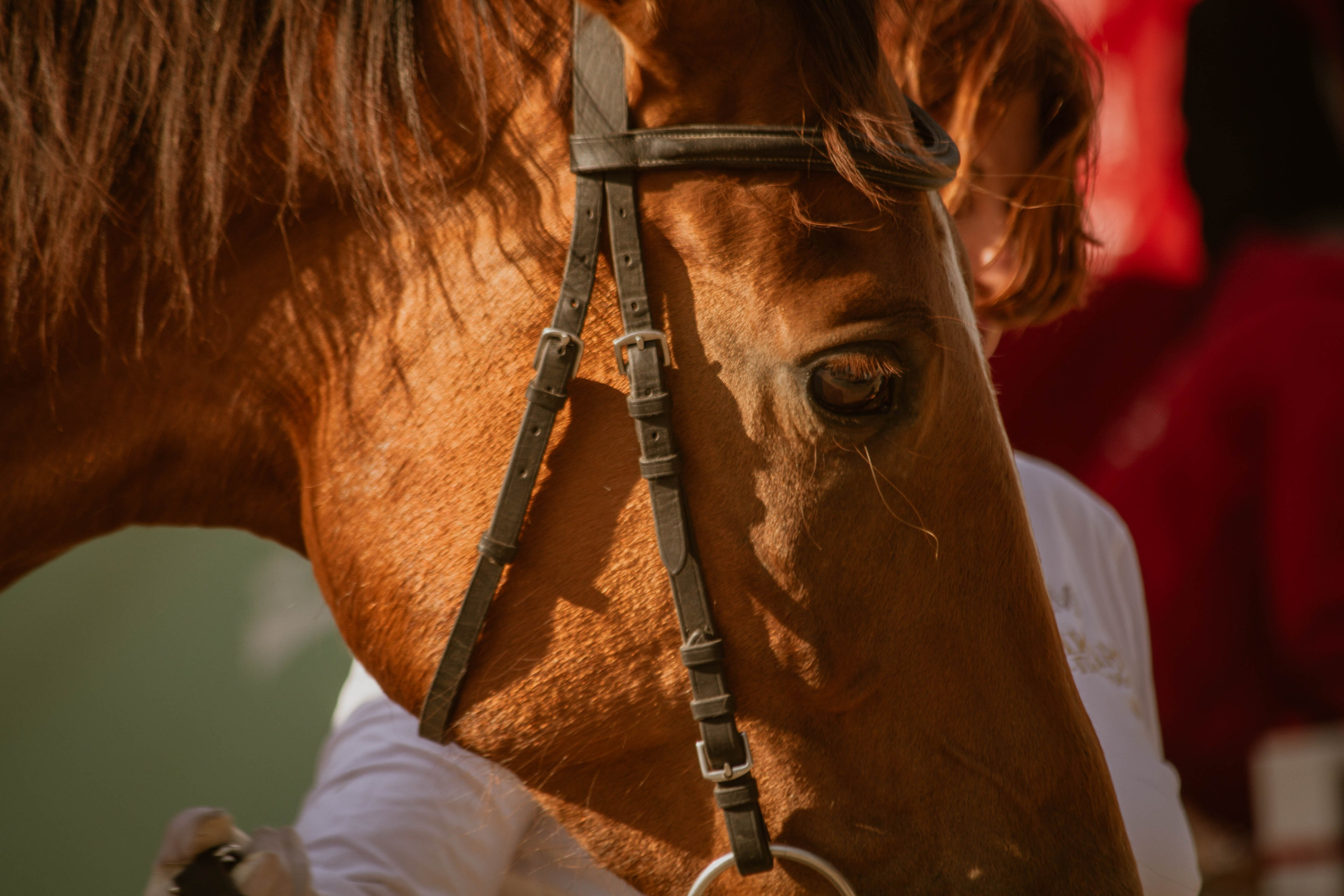 ИППОСФЕРА — Международная конная выставка. Создадим шедевр? Виталина и её фотоискусство
