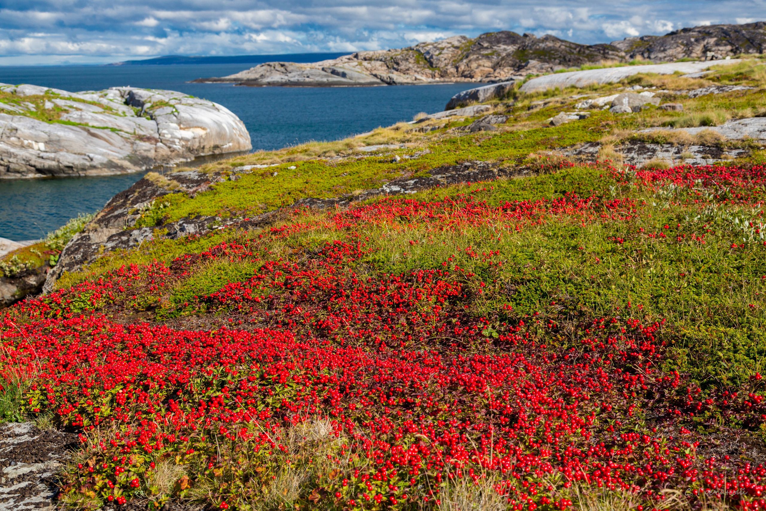Мир растений. Пейзажи Крайнего Севера. Баренцево море, Рыбачий, Средний, Немецкий