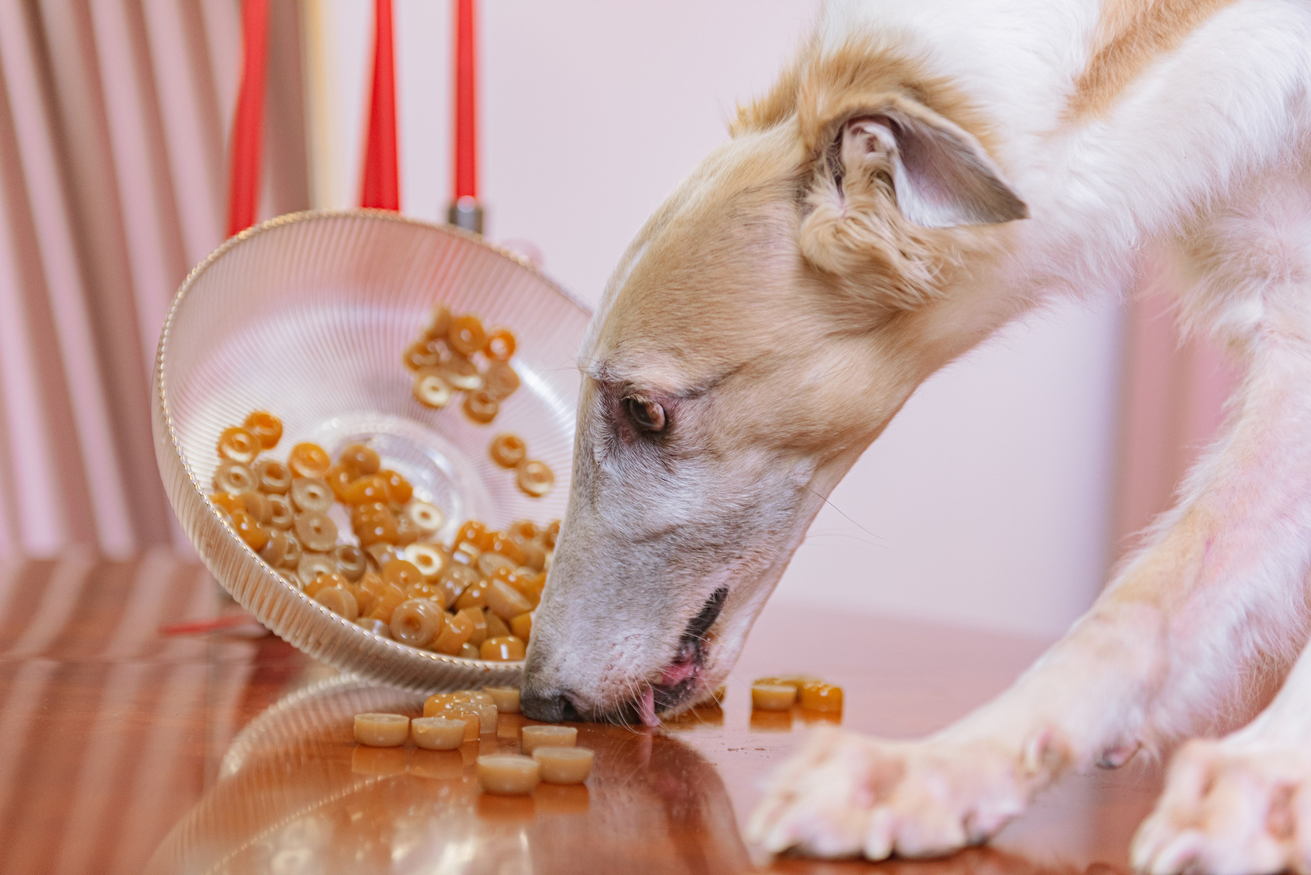 Чау Чавс. Фотограф в Москве Daria Lens