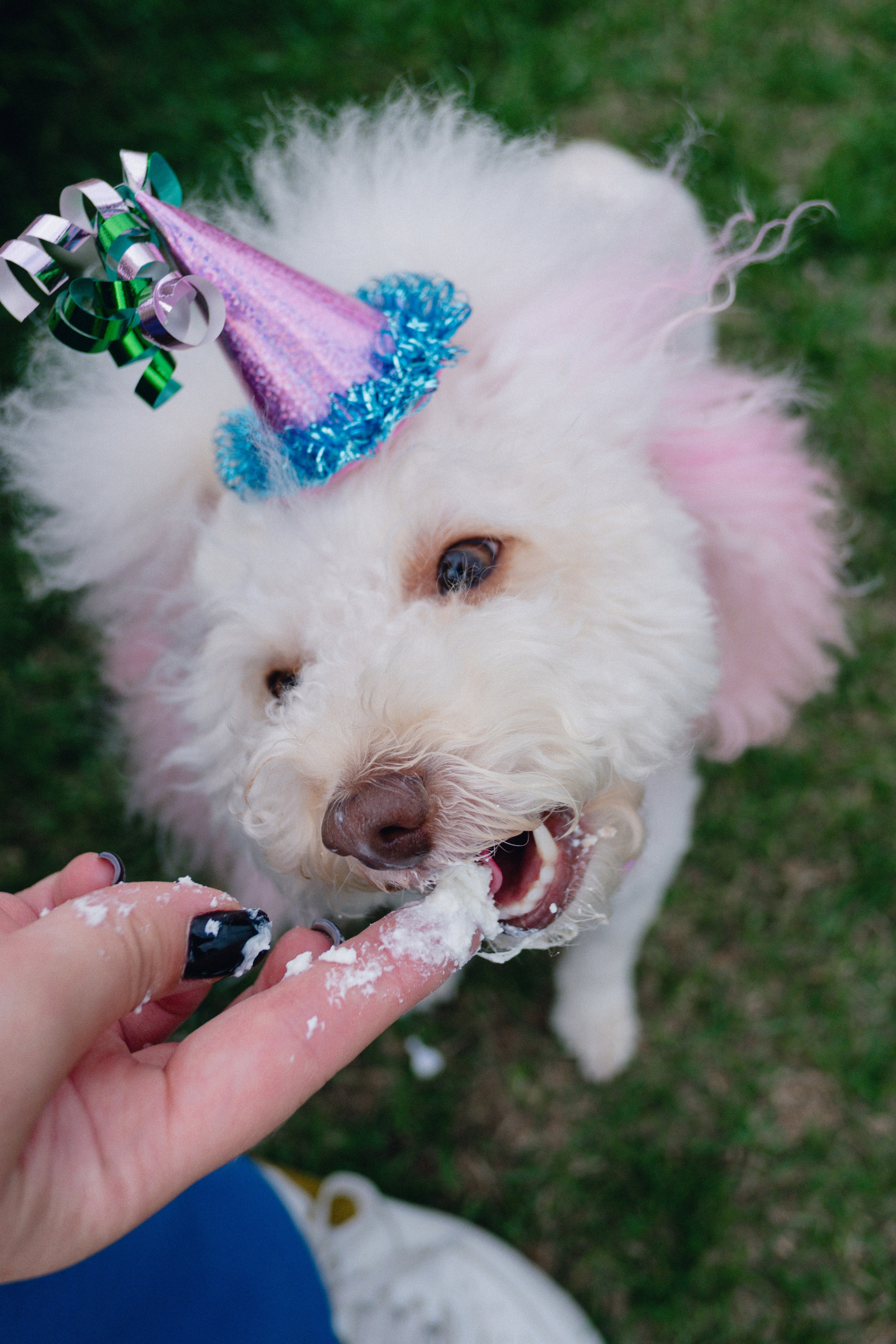 Pets. Фотограф в Москве Daria Lens