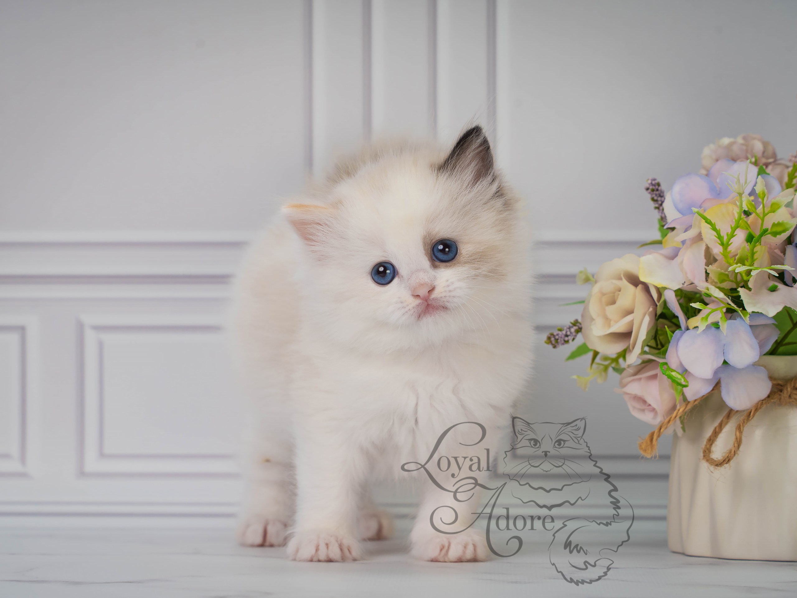 Котята рэгдолл от Loyal Adore. Питомник рэгдолл Loyal Adore