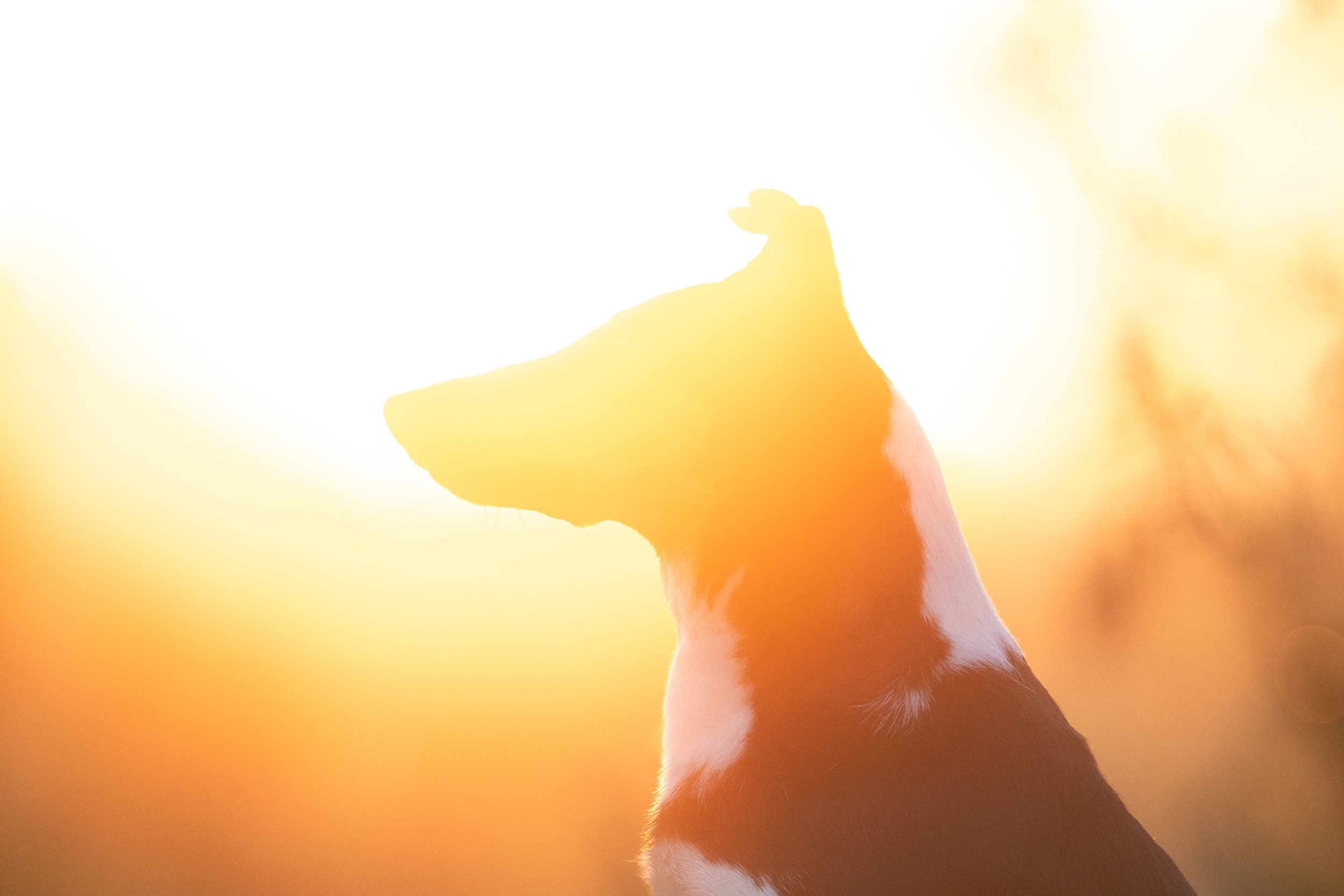 Наташа и короткошерстные колли. Фотограф-анималист в Москве и Московской области Татьяна Фролова