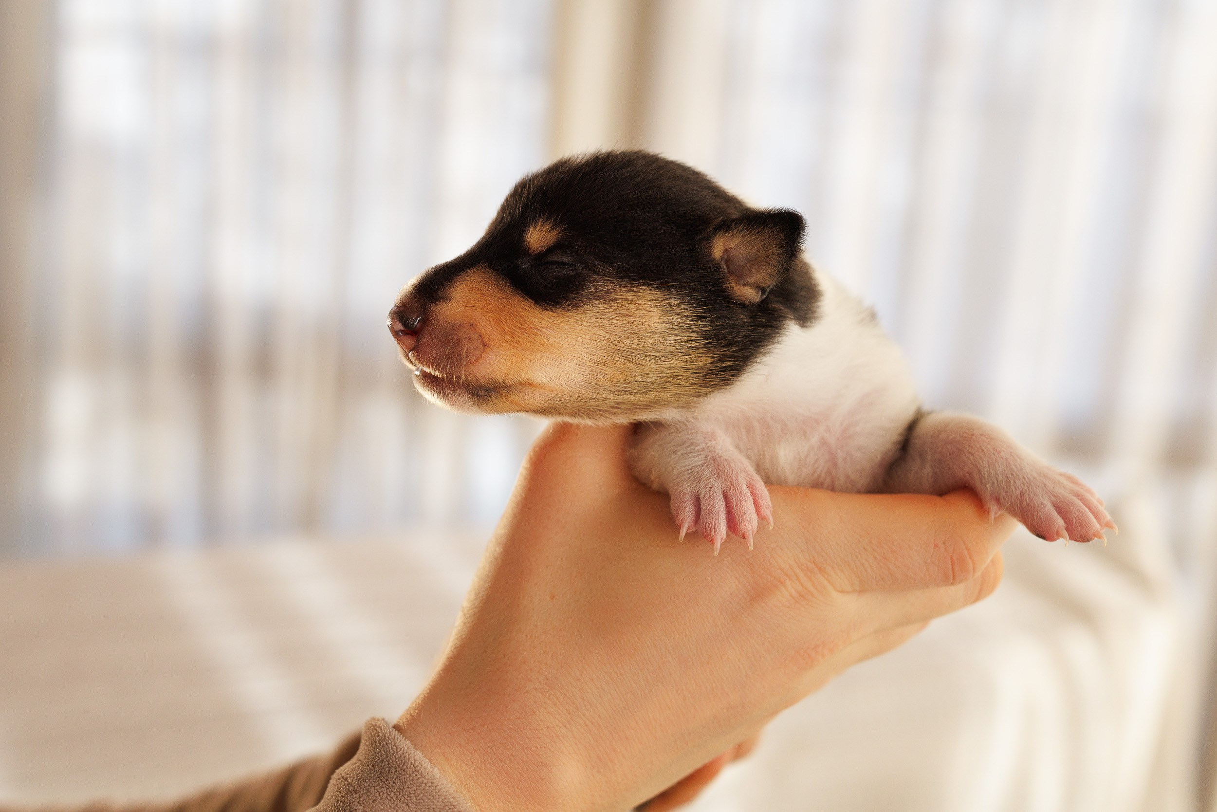 Короткошерстные колли в 2 недели. Фотограф-анималист в Москве и Московской области Татьяна Фролова