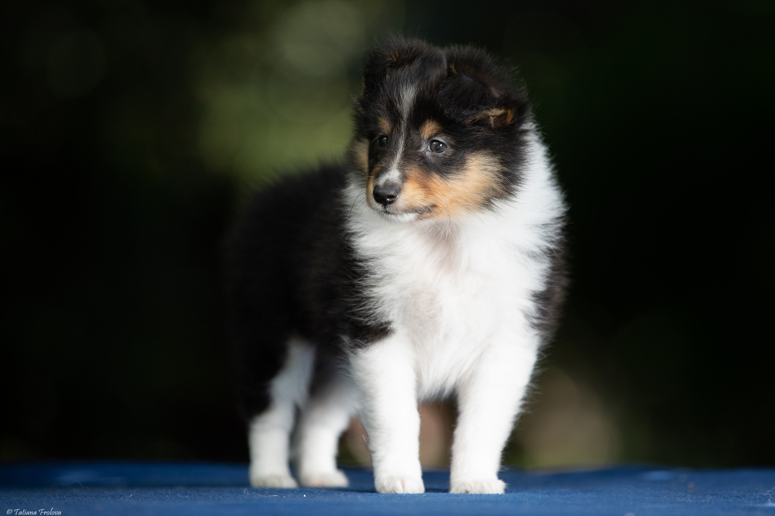 Фото помета щенков для продажи. Фотограф-анималист в Москве и Московской области Татьяна Фролова