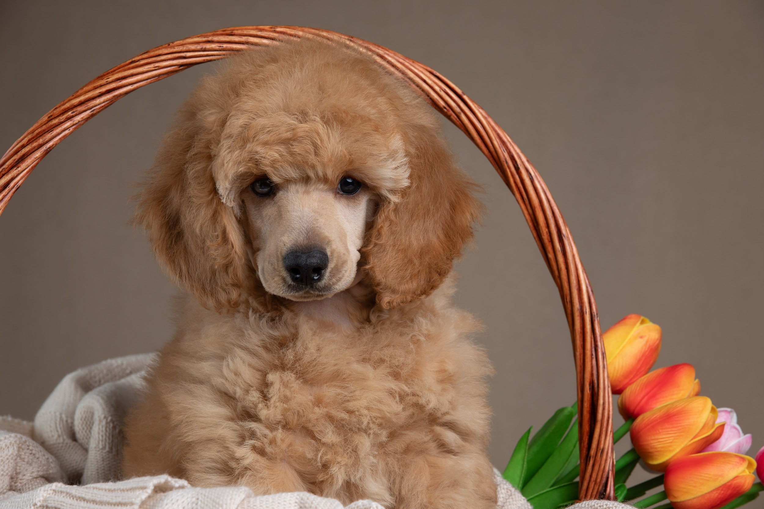 Фотосессия для щенков пуделя с выездом в Щербинку. Фотограф-анималист в Москве и Московской области Татьяна Фролова