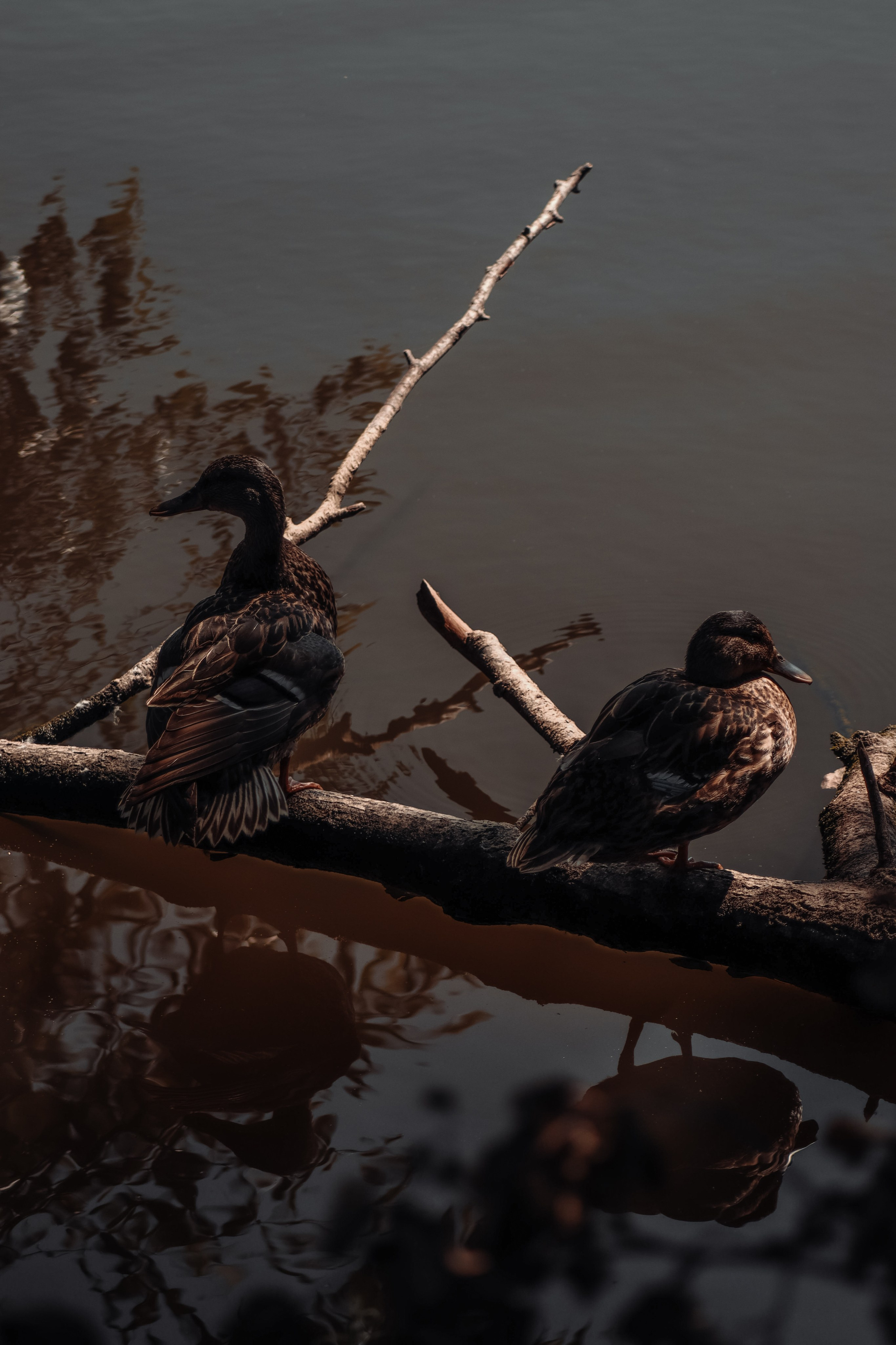 Р А З Н А Я — Ж И В Н О С Т Ь. — Digital Noise —