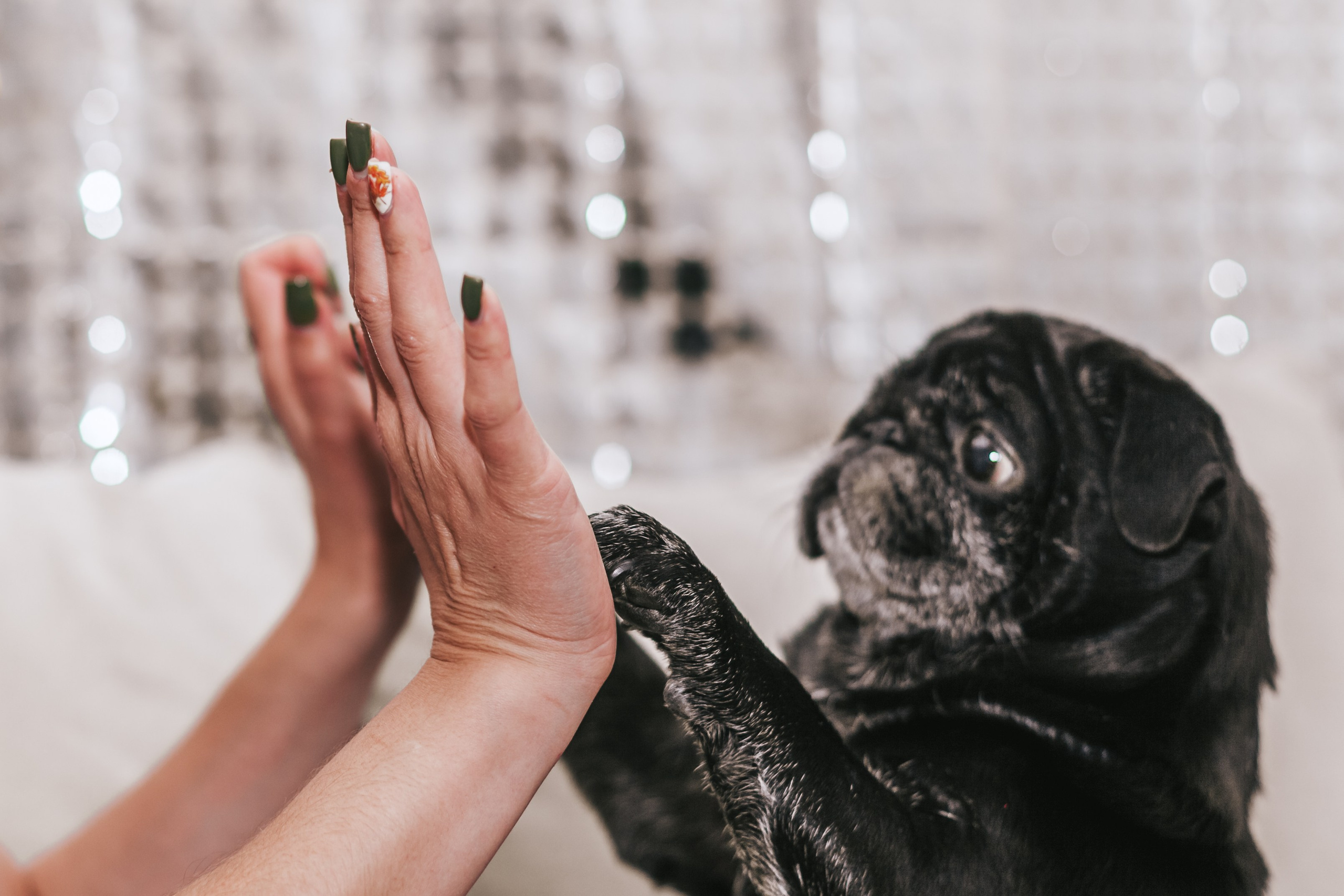 Домашняя фотосессия Оли и двух ее мопсов. Фотограф-анималист Татьяна Степанова