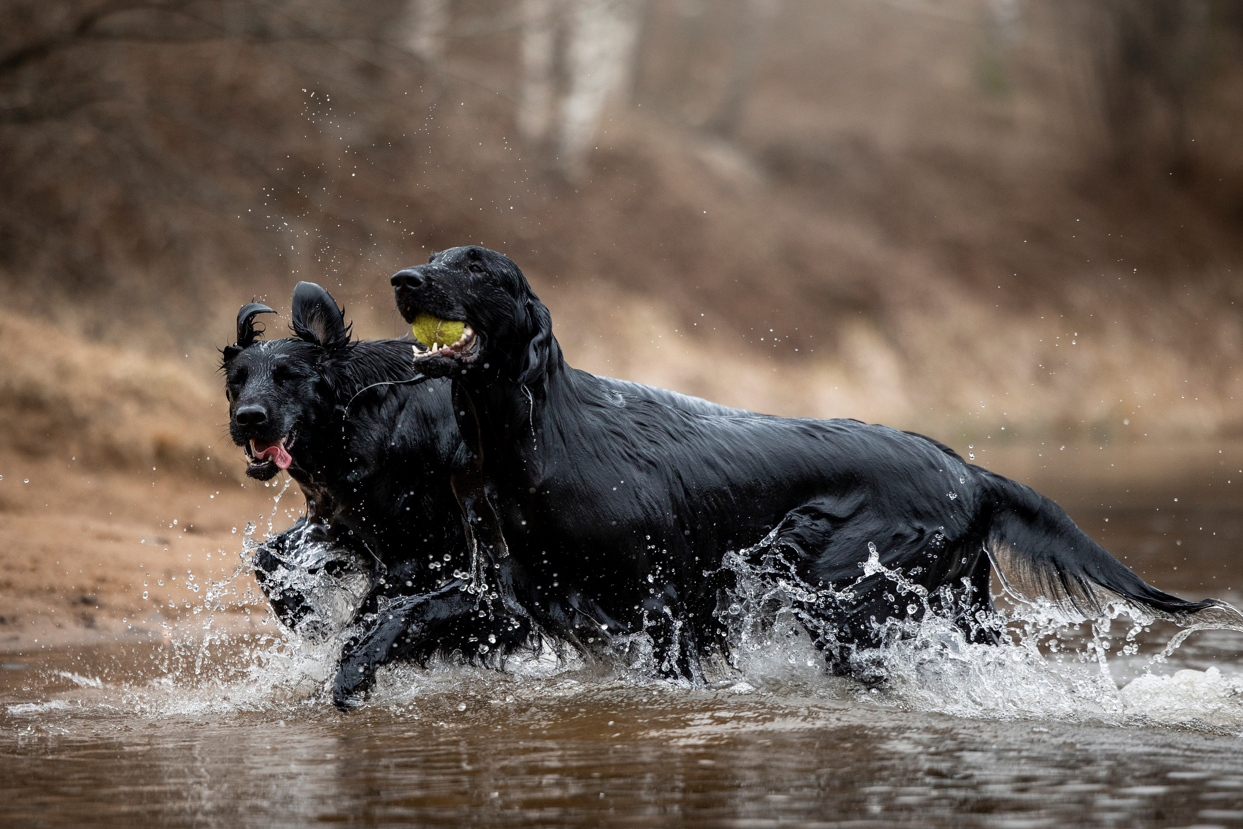 Ора, Ева, Рози и их семья. Фотограф — Анималист | Санкт-Петербург