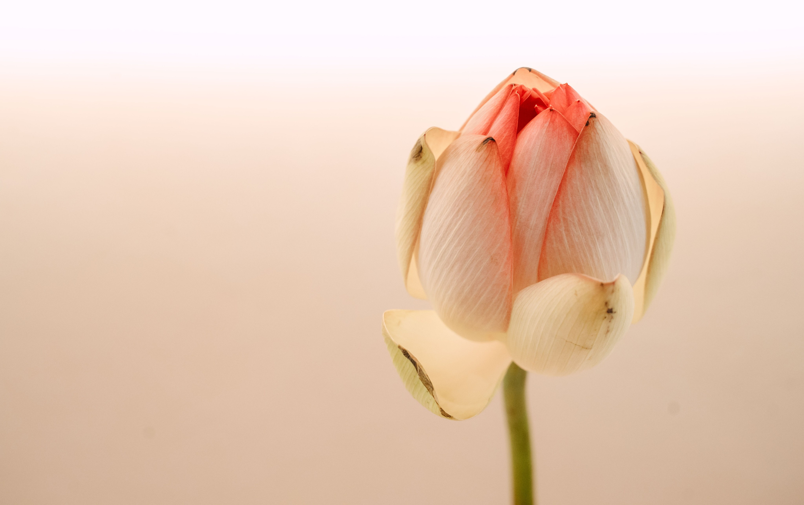 AGLAYA / ателье премиум одежды. Саша Копылов, фотограф в Казани