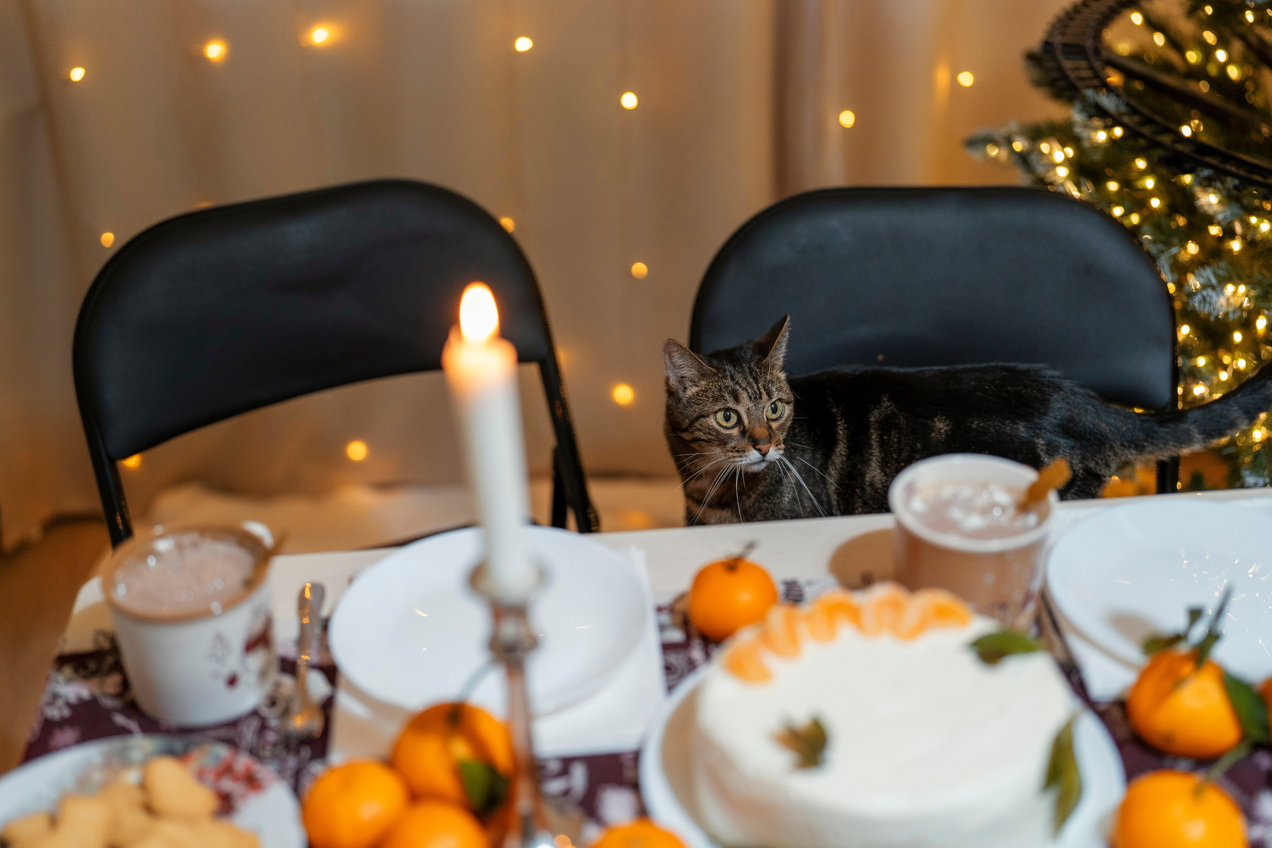 Амелия. Фотограф в Санкт-Петербурге Алексей Лиханкин