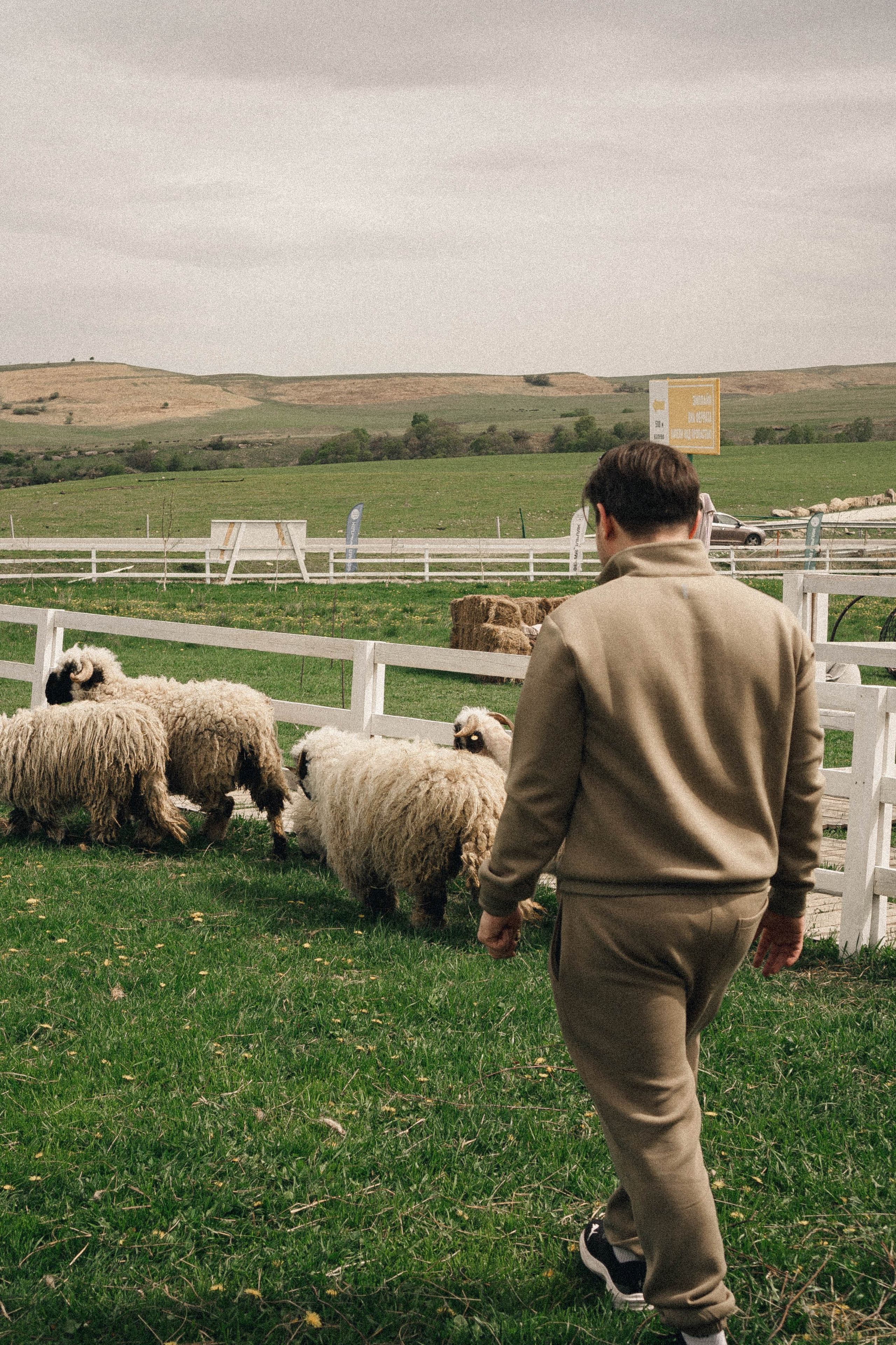 Ферма Альпак. Профессиональный фотограф, Санкт-Петербург — Виктория Богомолова