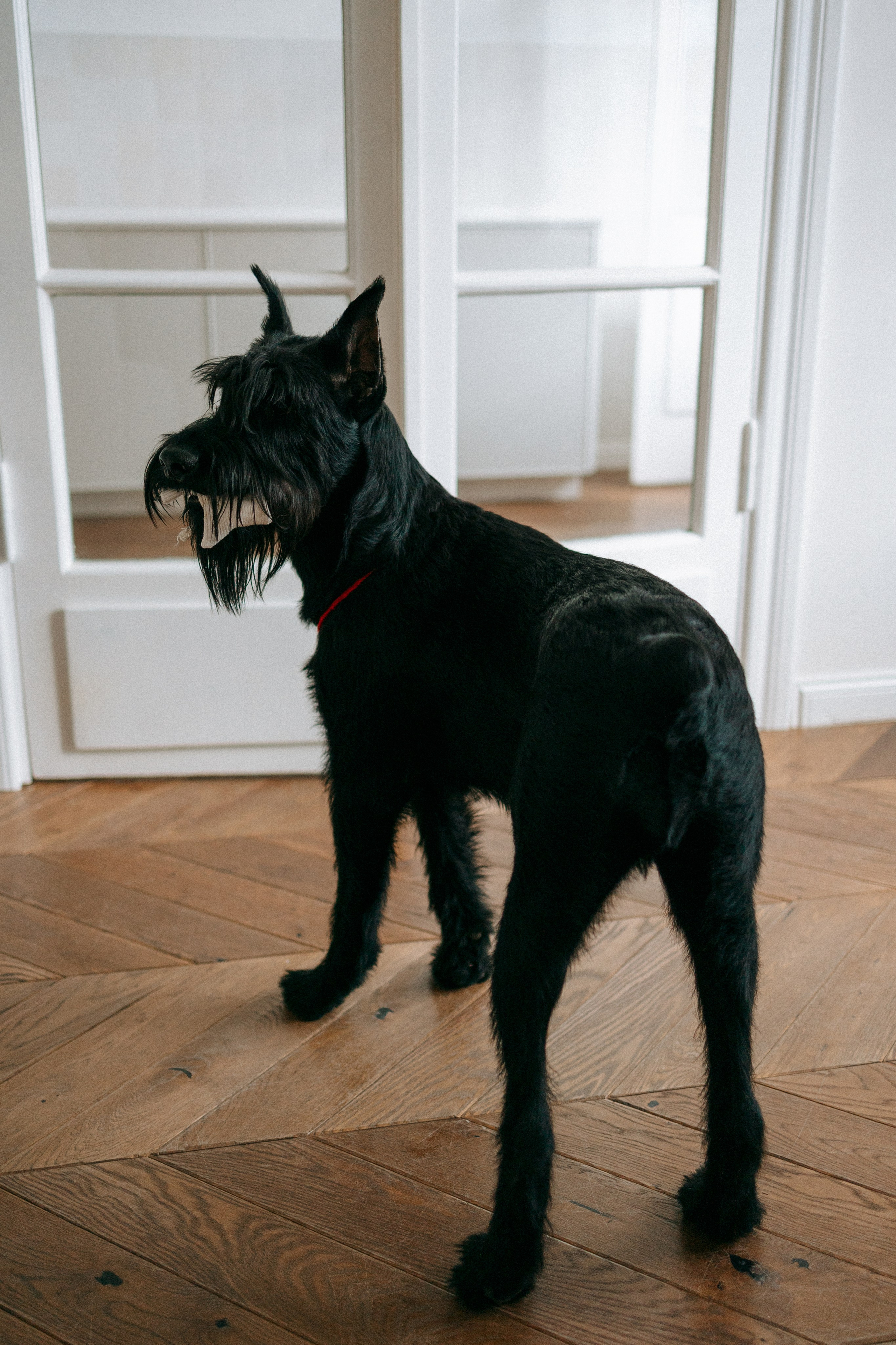 Умбра и Даша. Фотограф анималист Анастасия Пикей