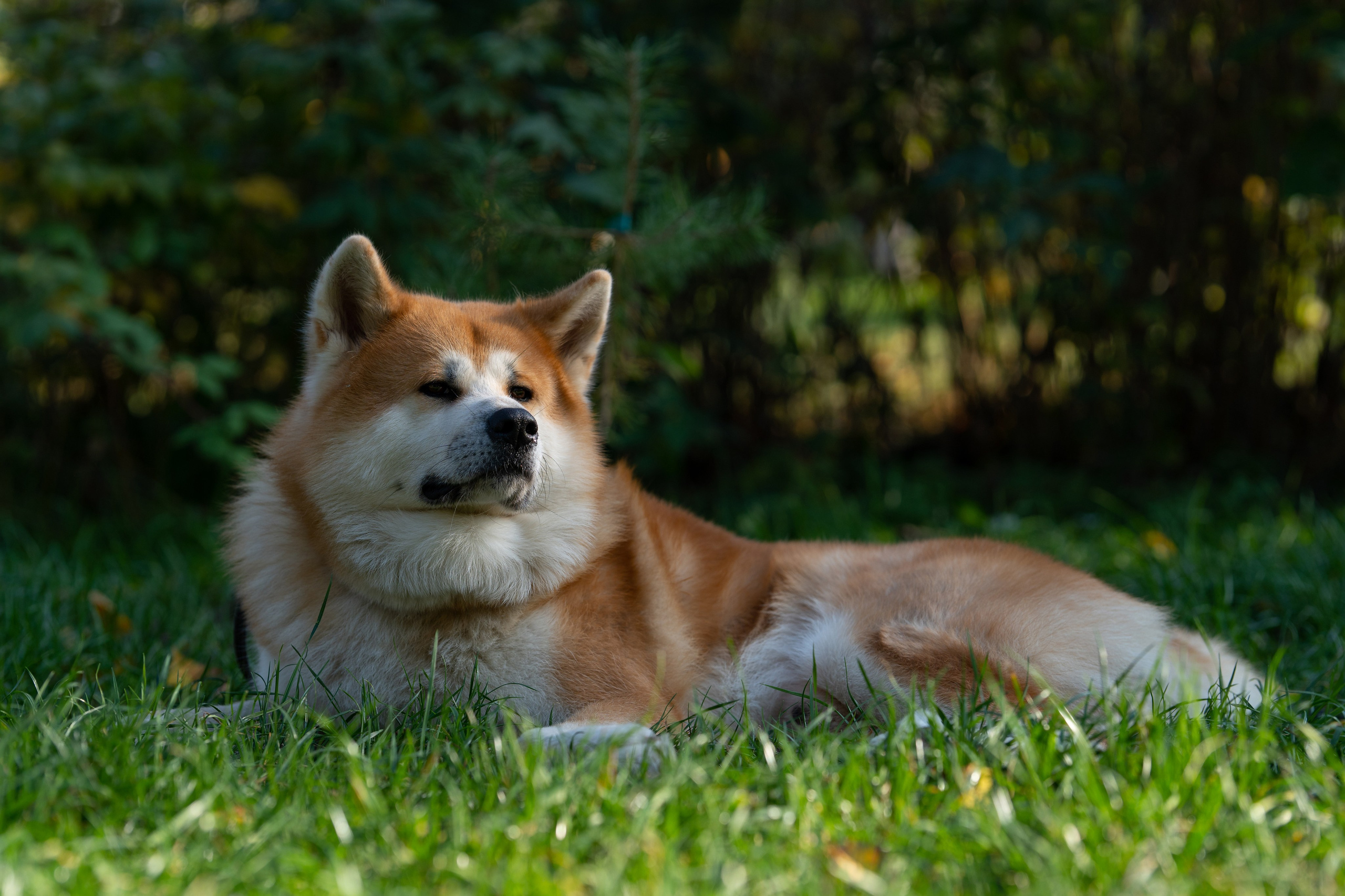 Животные. Фото, видео, монтаж