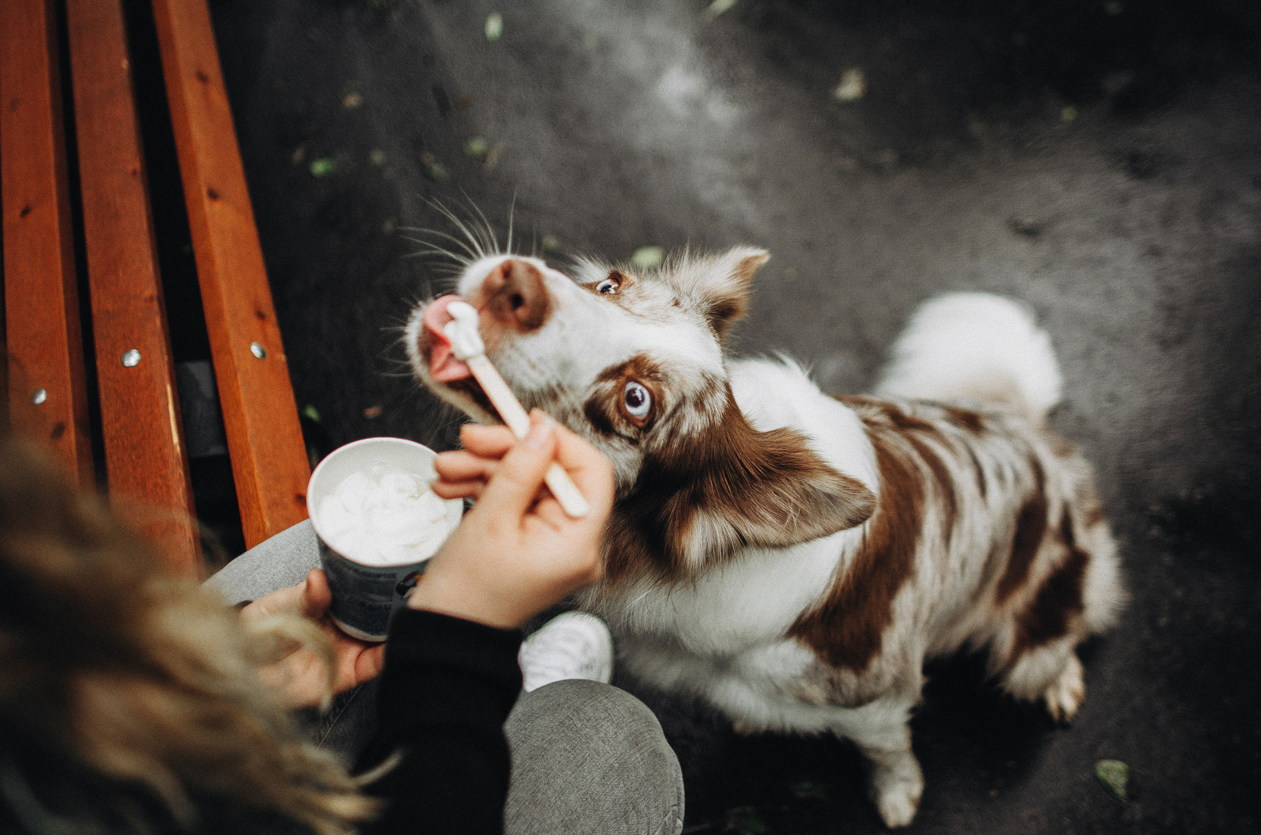 Алина и Бруна. Фотограф-анималист Богданова Полина