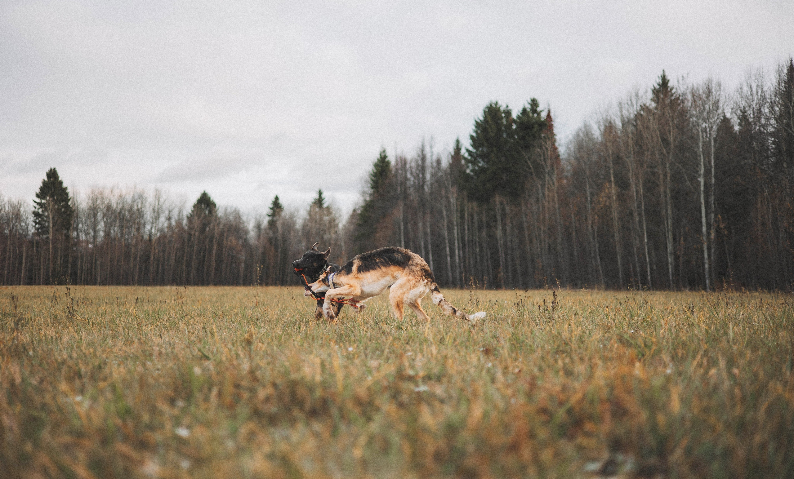 Алена, Леви и Микаса. Фотограф-анималист Богданова Полина