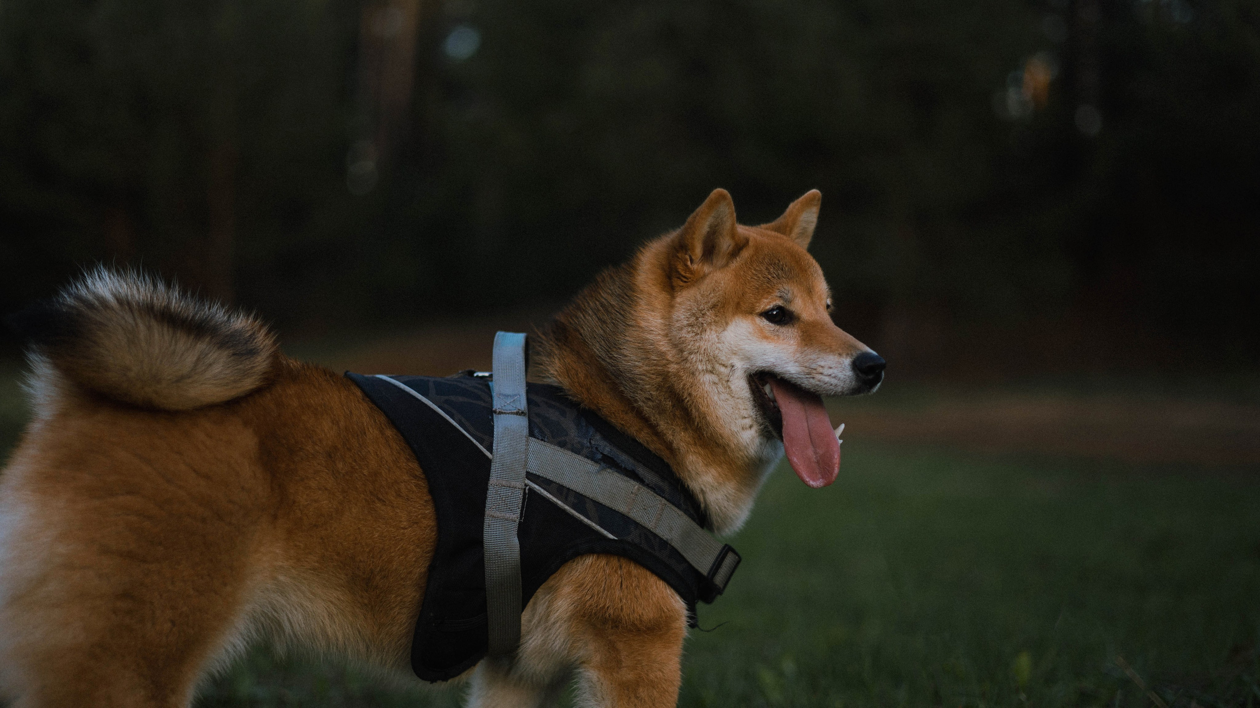 Аня и Шани. Фотограф-анималист Богданова Полина