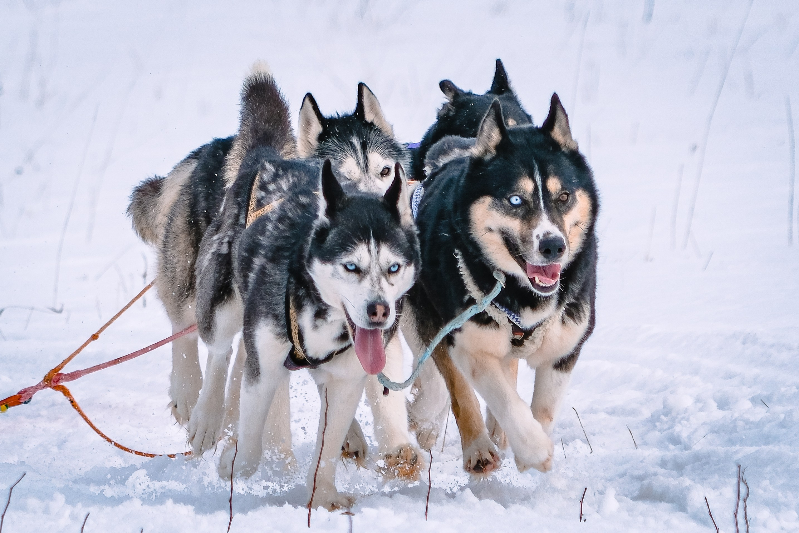 Фестиваль ездового спорта. Фотограф. г. Южно-Сахалинск. Олег Толстов