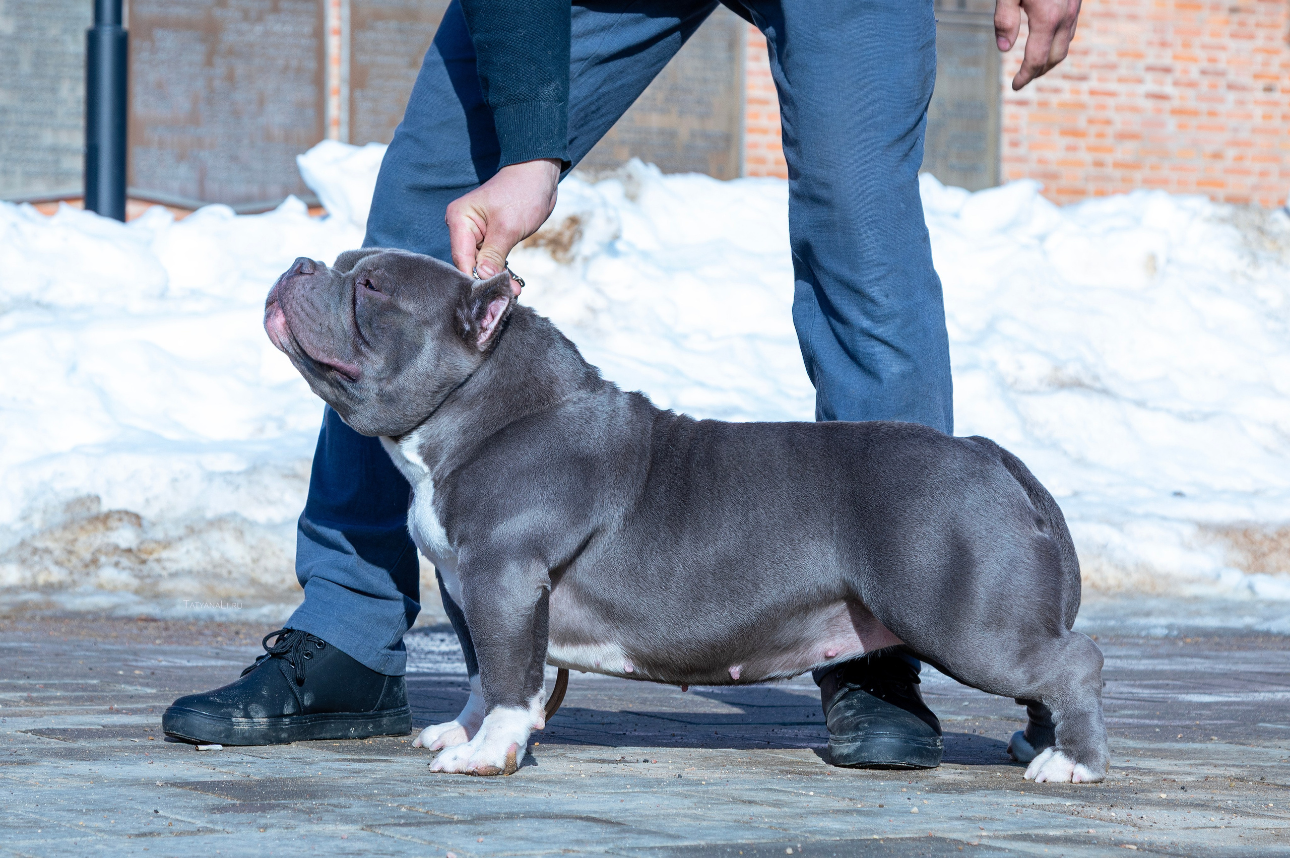 Американский булли. Фотограф — анималист Татьяна Ли