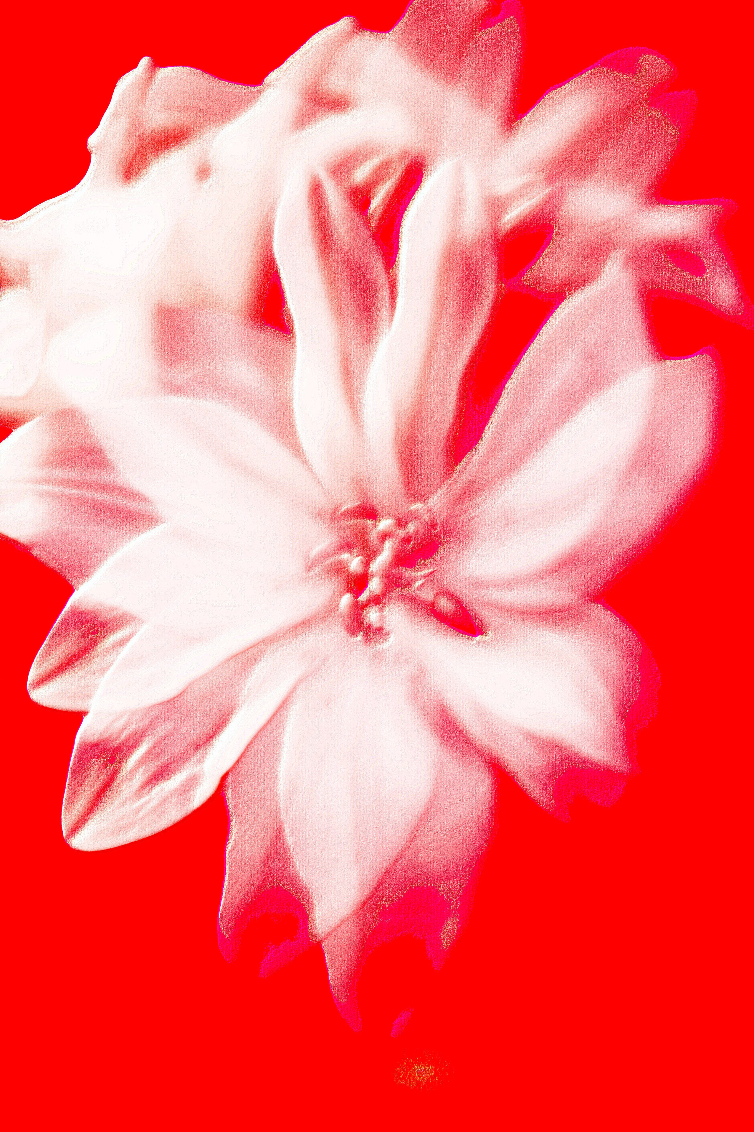 Природа &. Фотохудожник в СПб