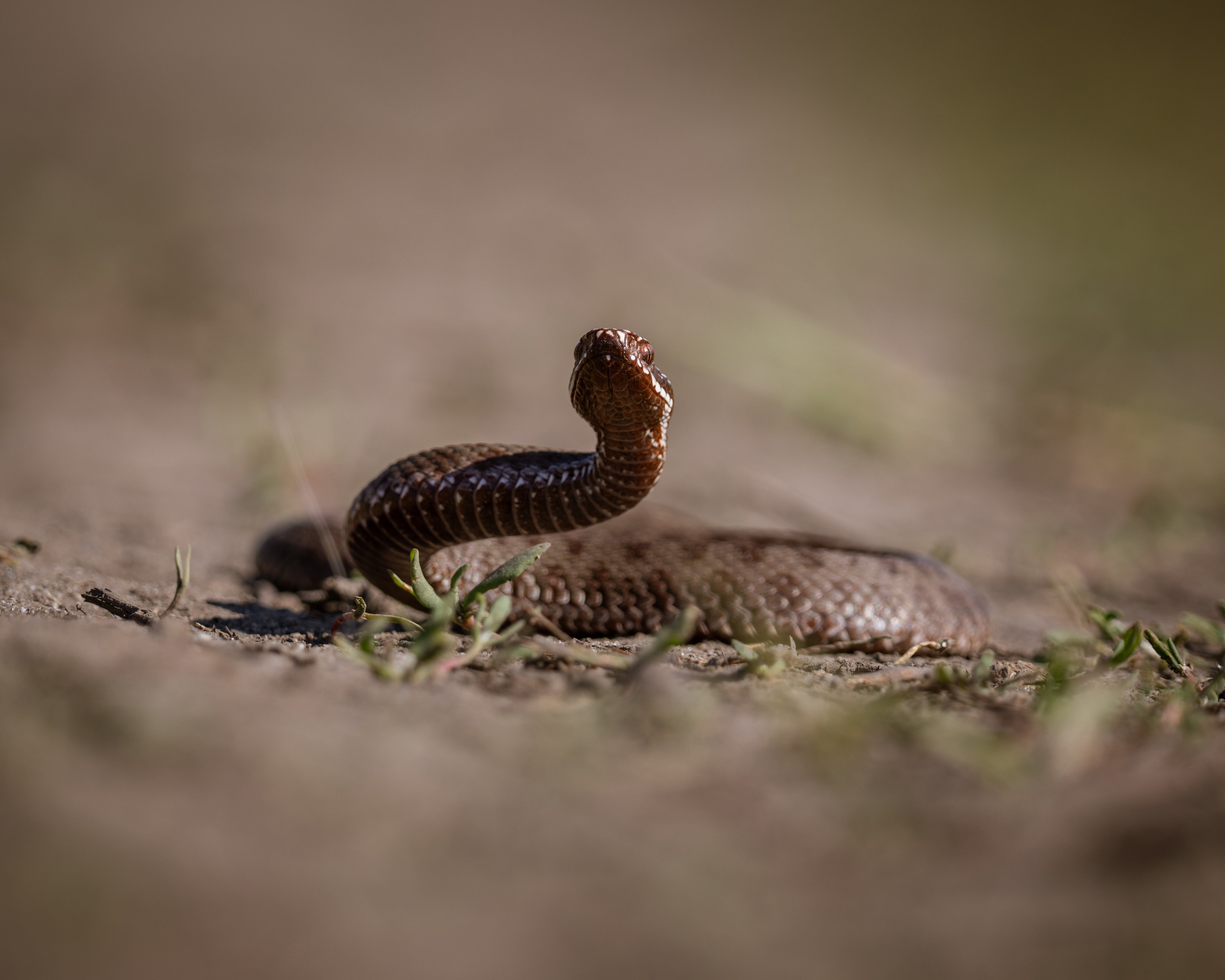 Voronezh 2025. Anton Chernov | Wildlife photographer