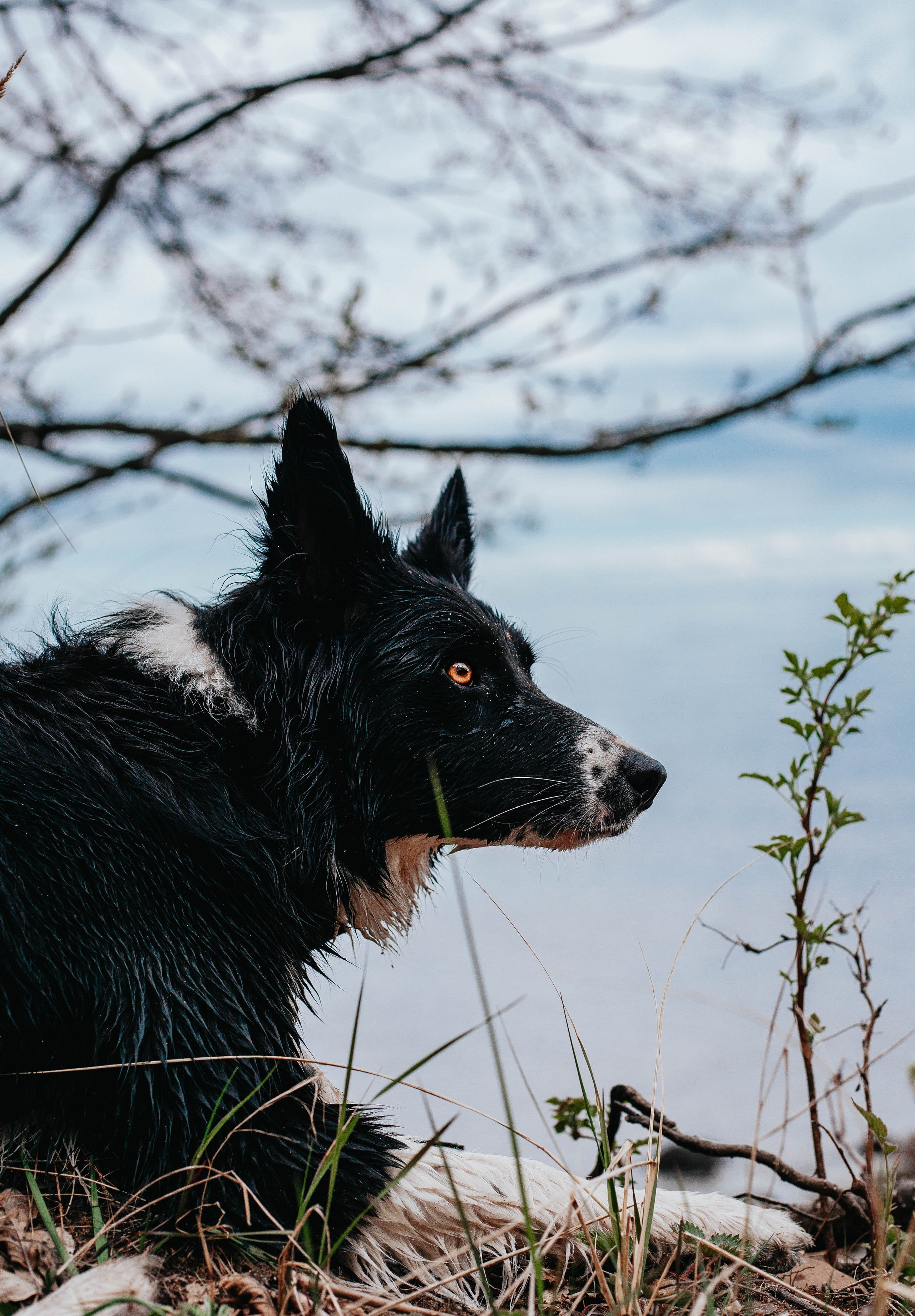 Кида и Сирша. Главная