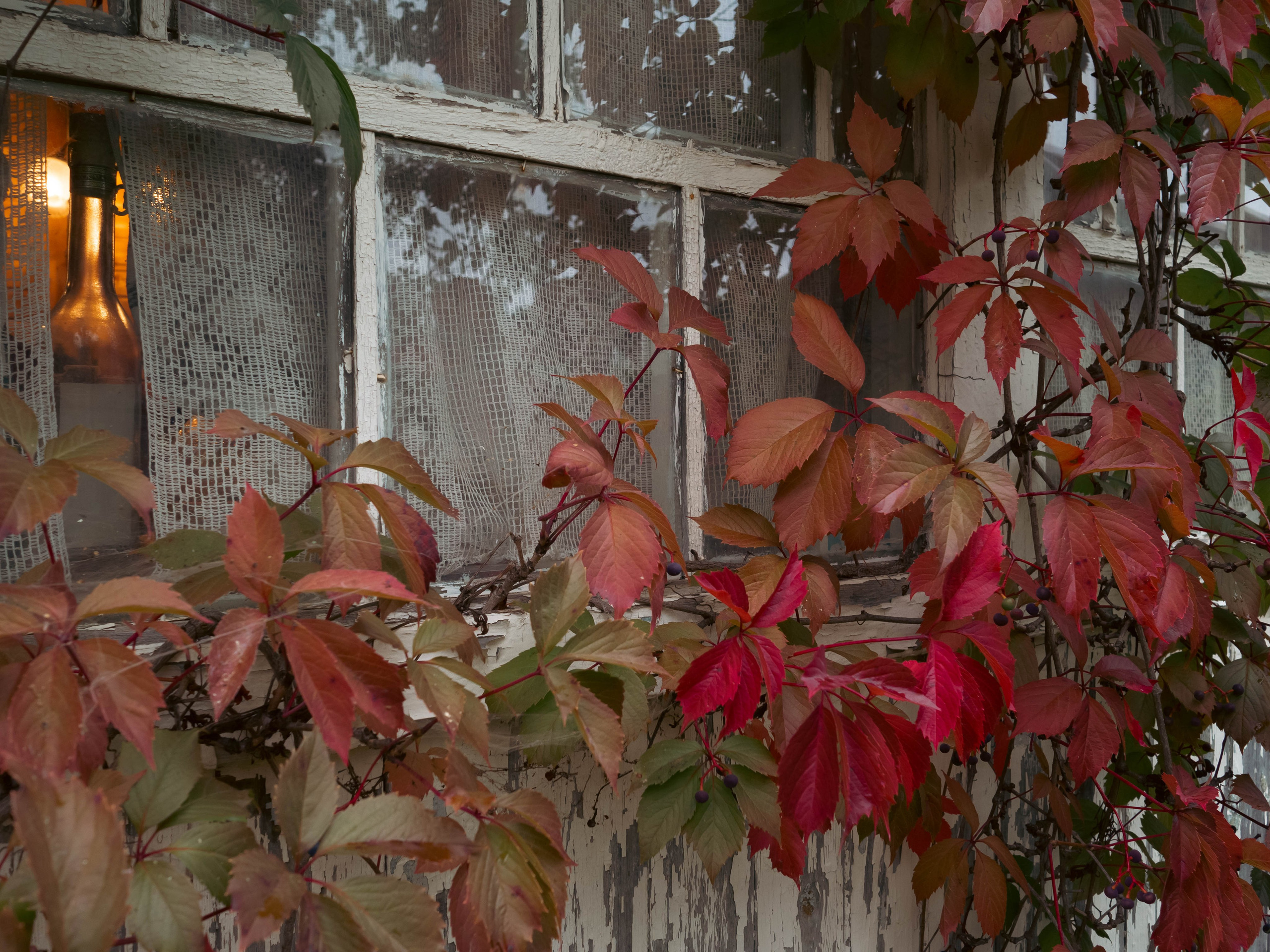 20230916 Дача. Дмитрий Ремизов. Фотография, как хобби