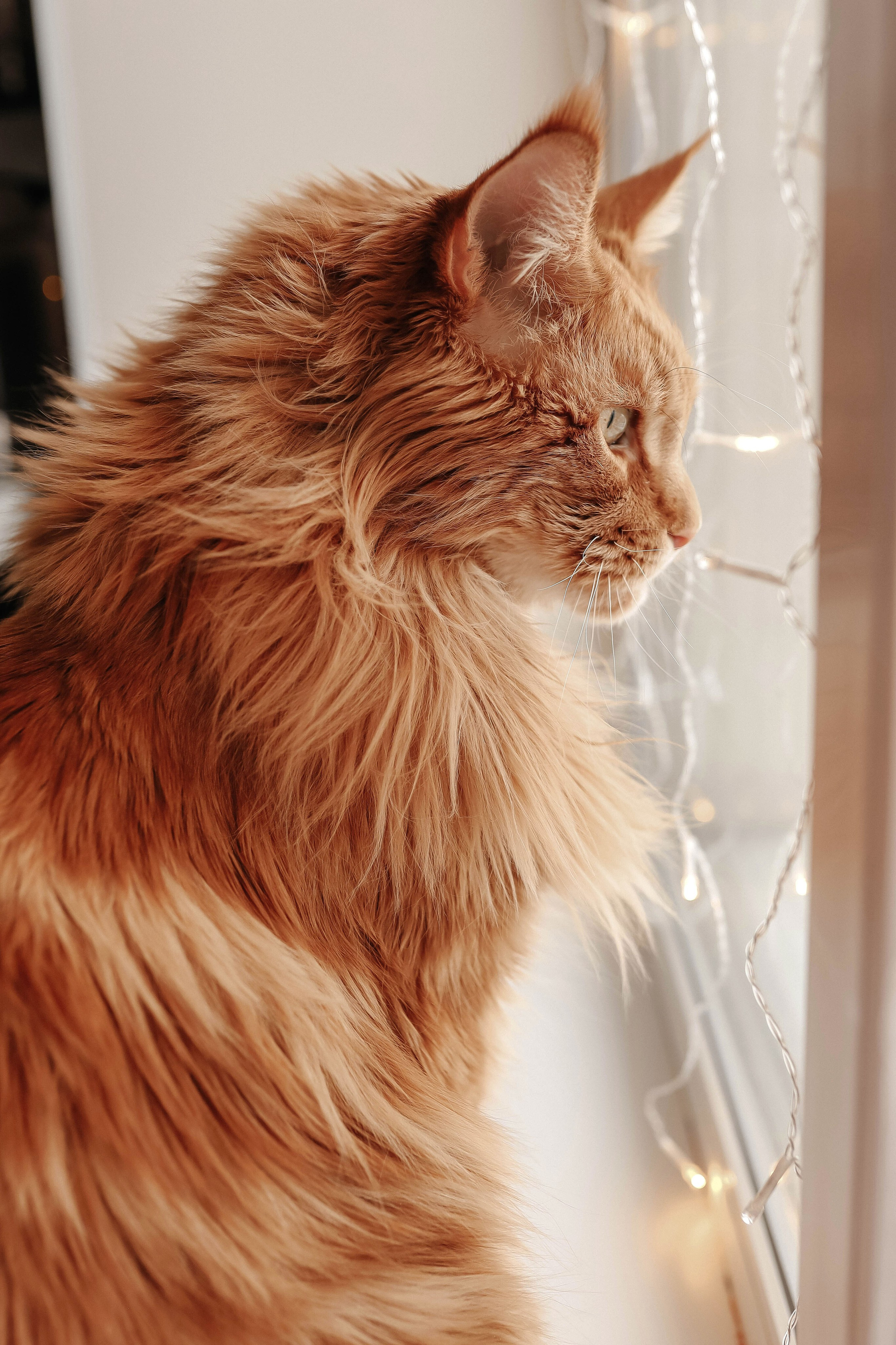 Домашняя фотосессия. Свадебный и семейный фотограф в Москве