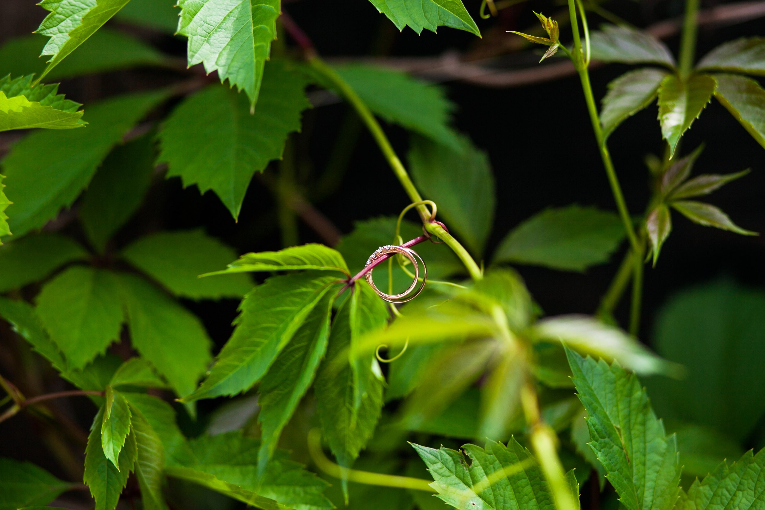 Wedding. Professional event photographer Ruslan Davletberdin