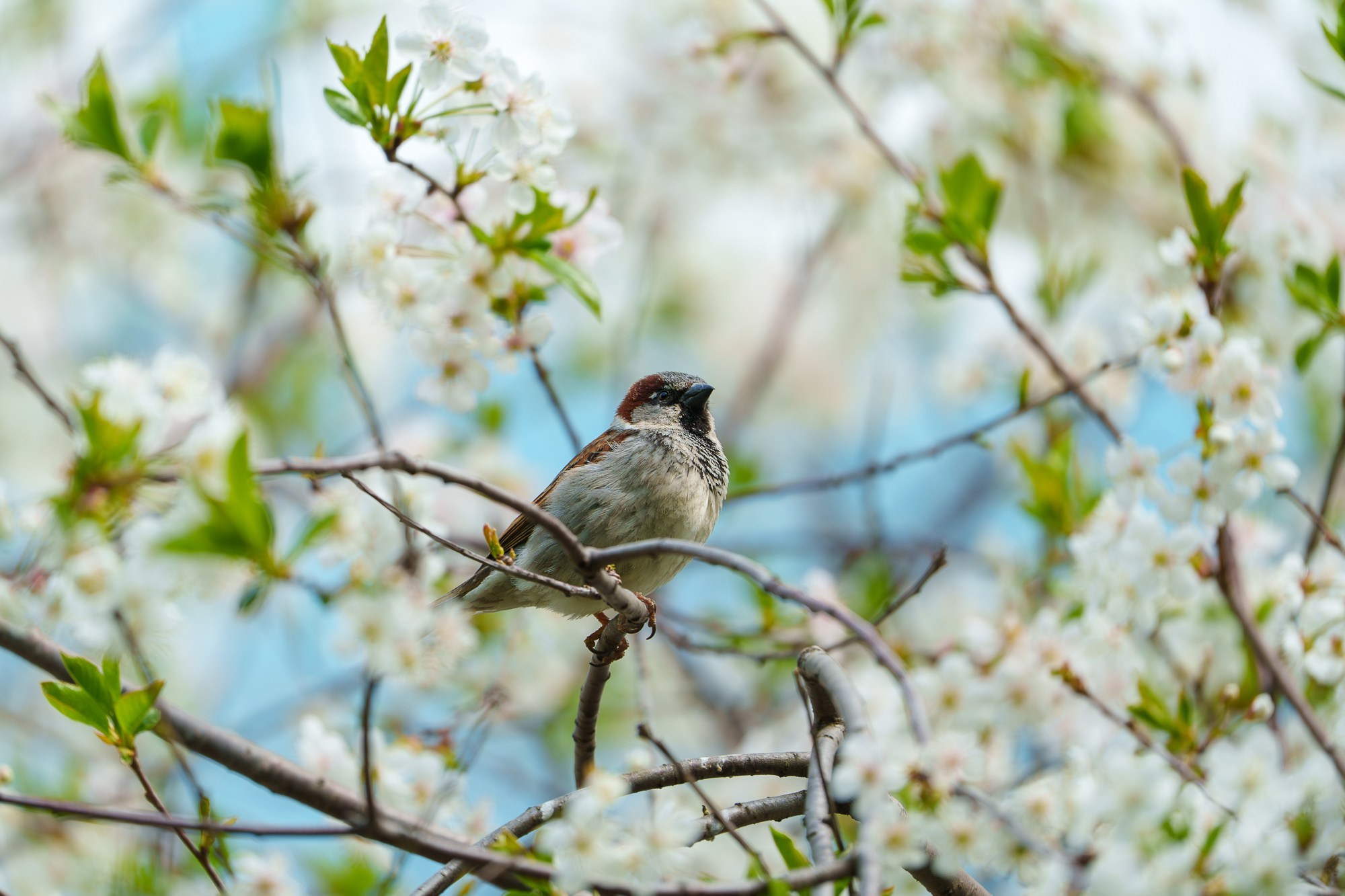 Удивительные мир птиц. Вокруг нас столько прекрасного — присмотритесь!. Ваш личный фотограф Марина Волкова