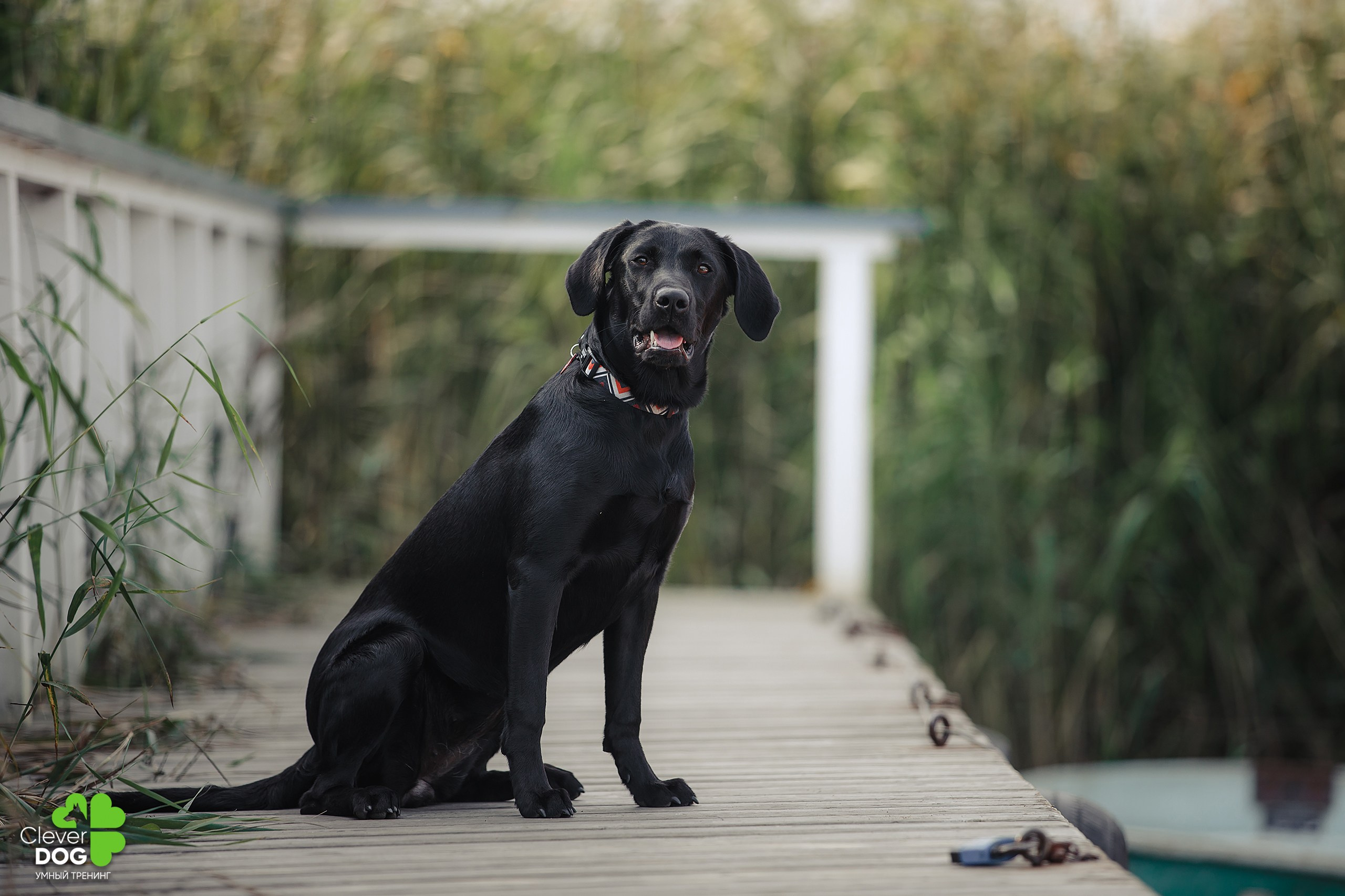 Кинологический лагерь CleverDog, 2024. Фотограф-анималист Mary Mart — Москва, Питер