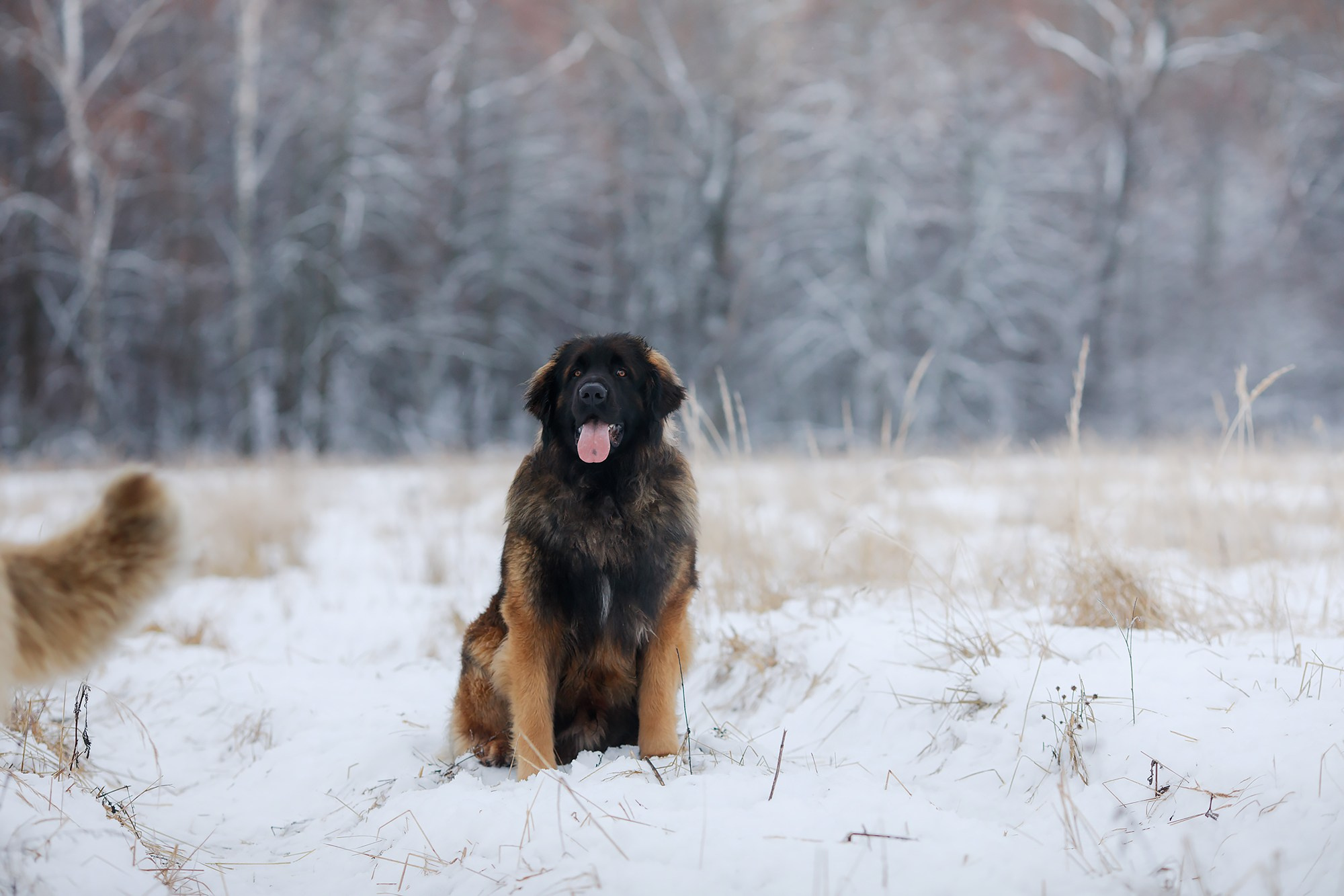 Леоненбергеры. Фотограф-анималист Mary Mart — Москва, Питер