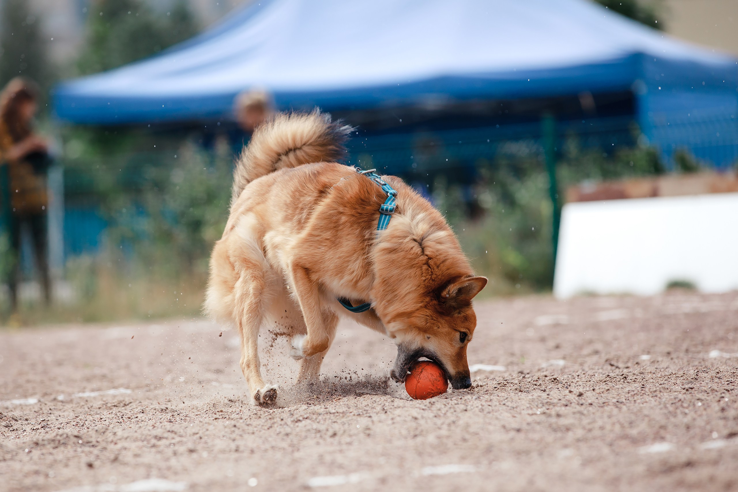 Питч&Гоу + веселые старты. Фотограф-анималист Mary Mart — Москва, Питер