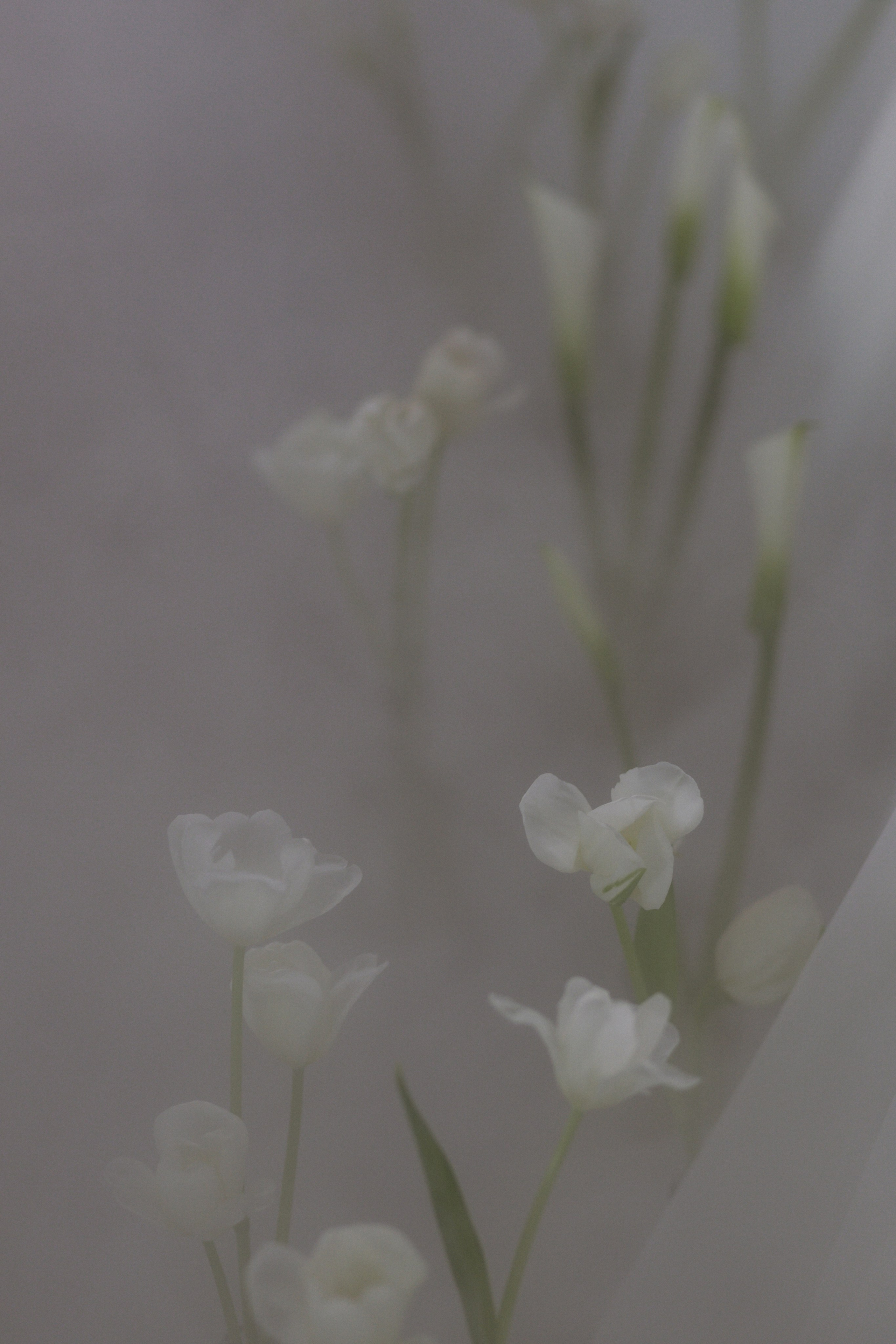 Дмитрий и Снежана, 1/11/2024. Свадебный  и семейный фотограф в Краснодаре