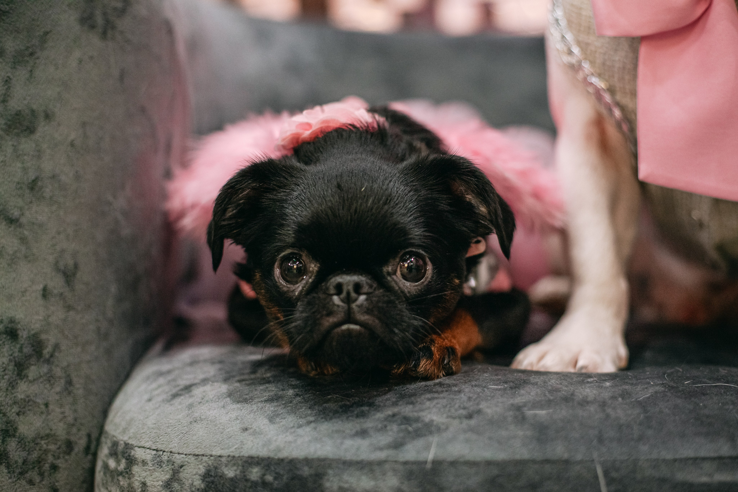 Бульёлка 2024. Фотограф-анималист Татьяна Степанова