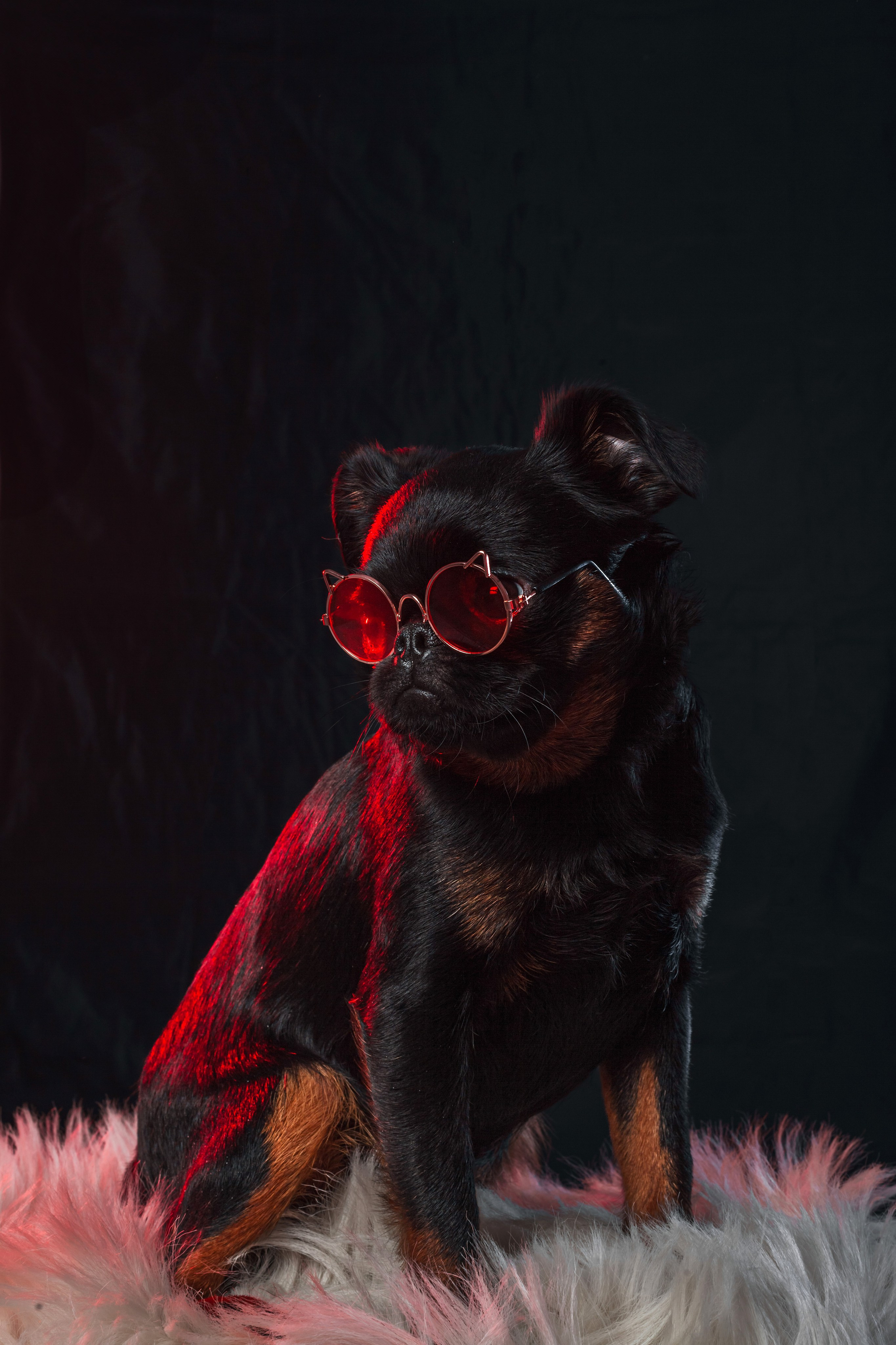 Студийная фотосессия с цветным светом. Фотограф-анималист Татьяна Степанова