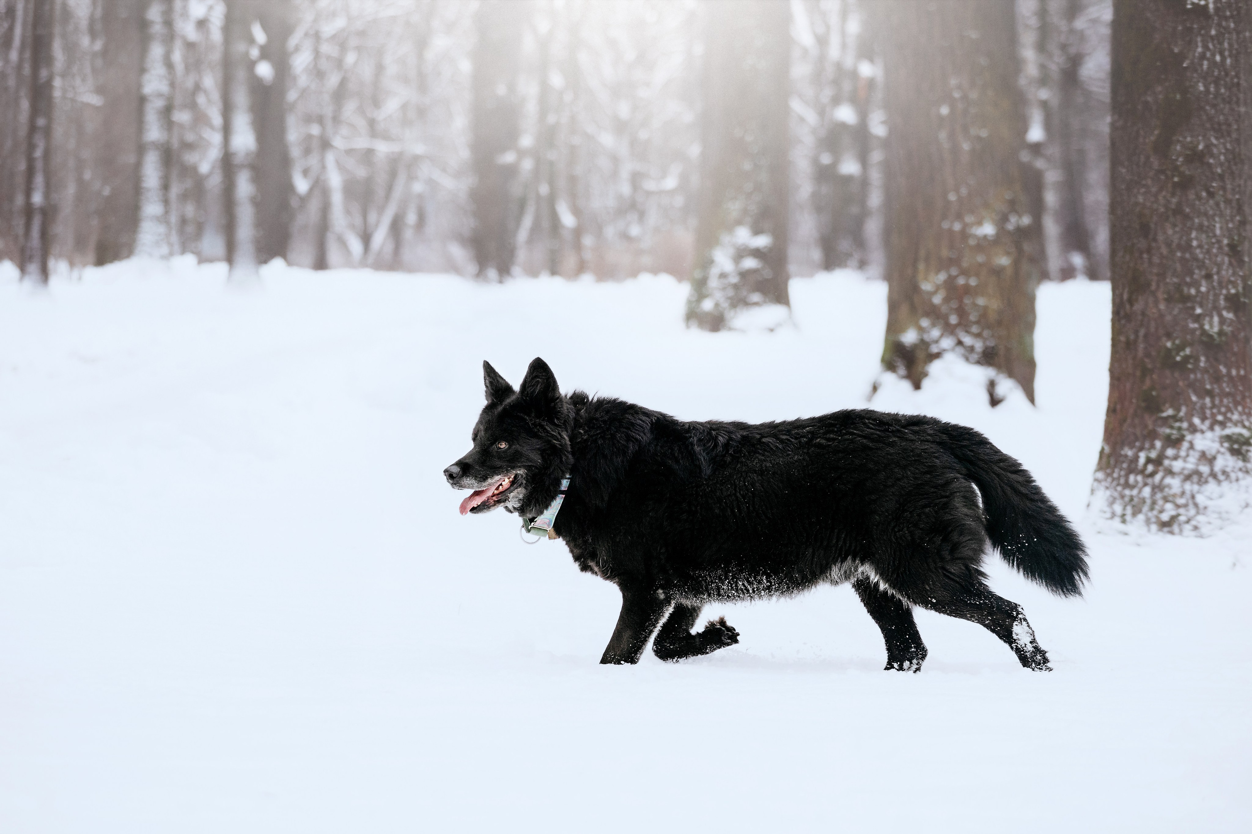 Собаки из приюта Дубовая роща зима. Фотограф-анималист Татьяна Степанова